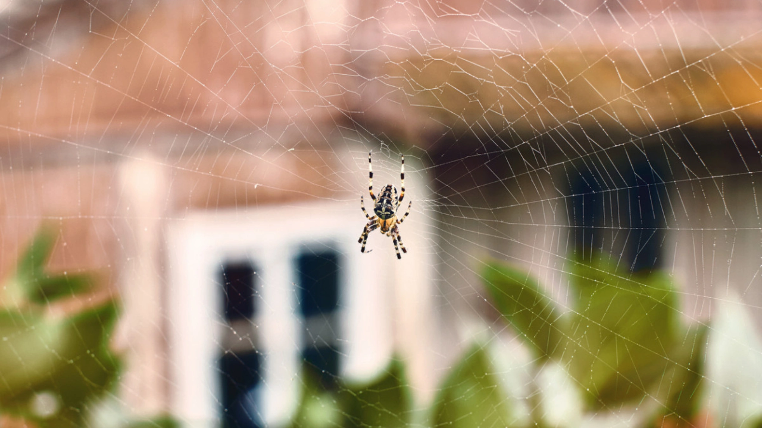 Spider Symbolism