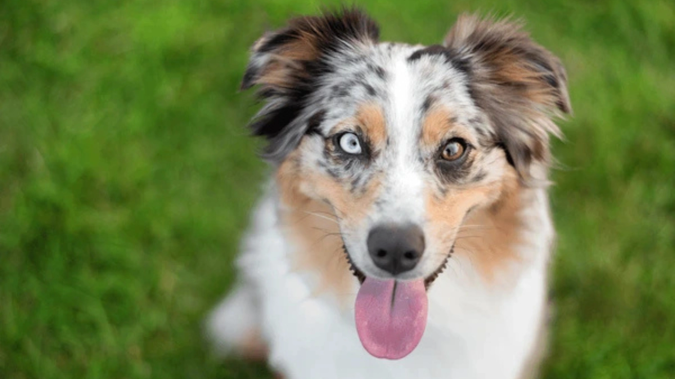 Dog With 2 Different Colored Eyes Spiritual Meaning