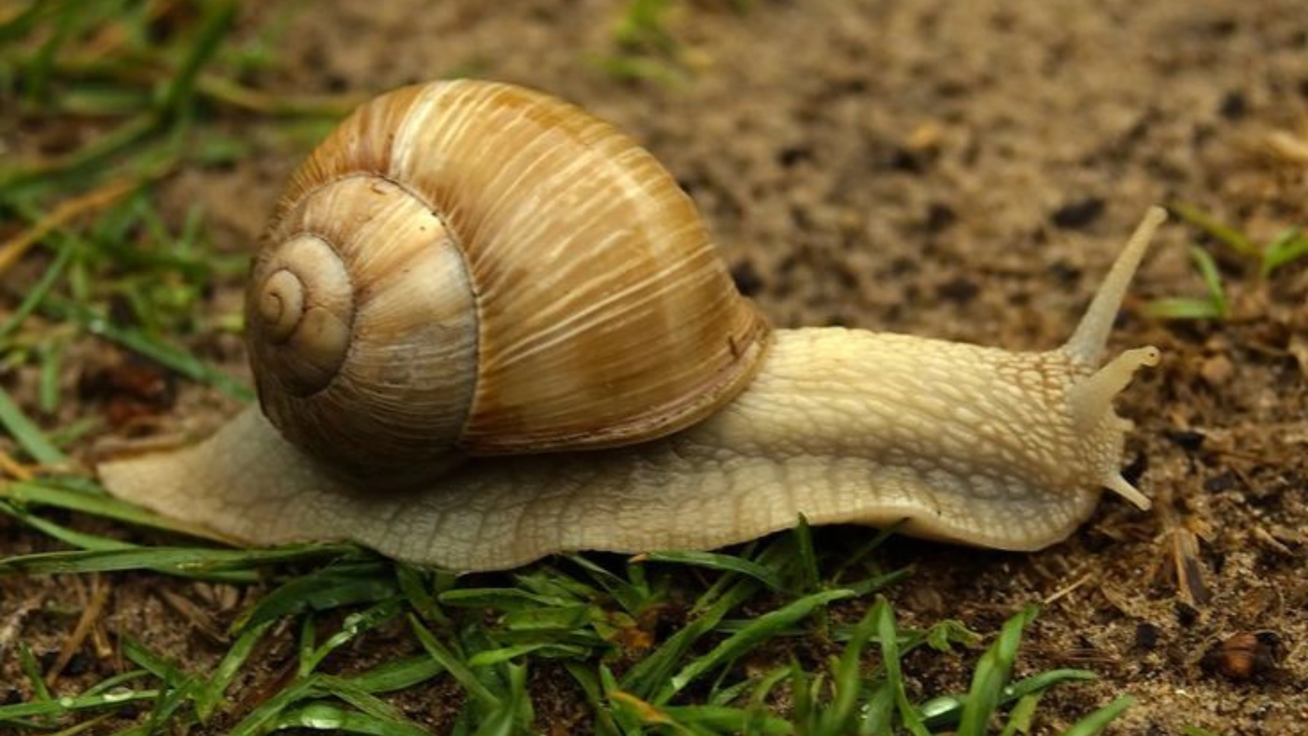 Slug Spiritual Meaning
