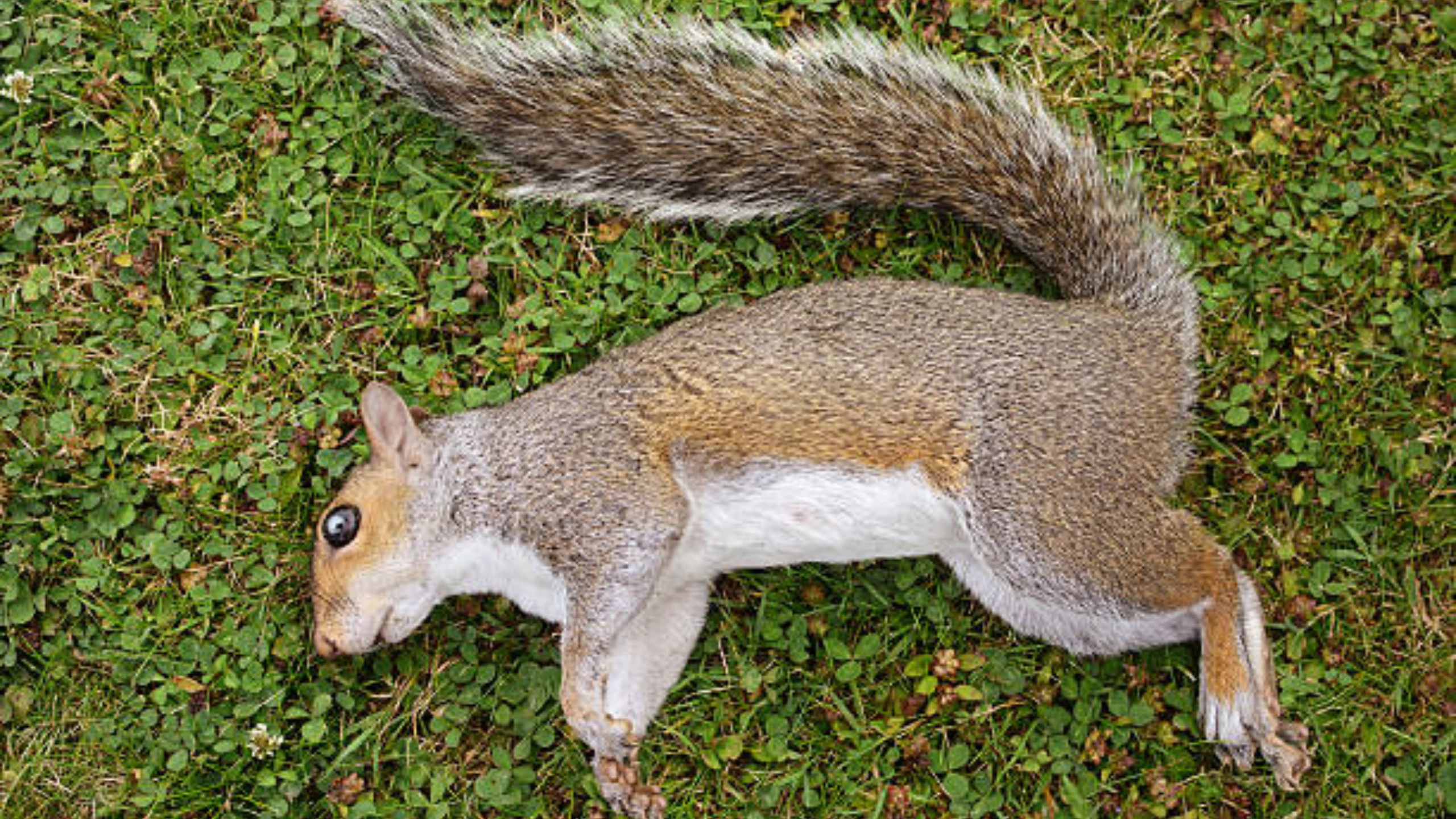 Squirrel Spiritual Meaning