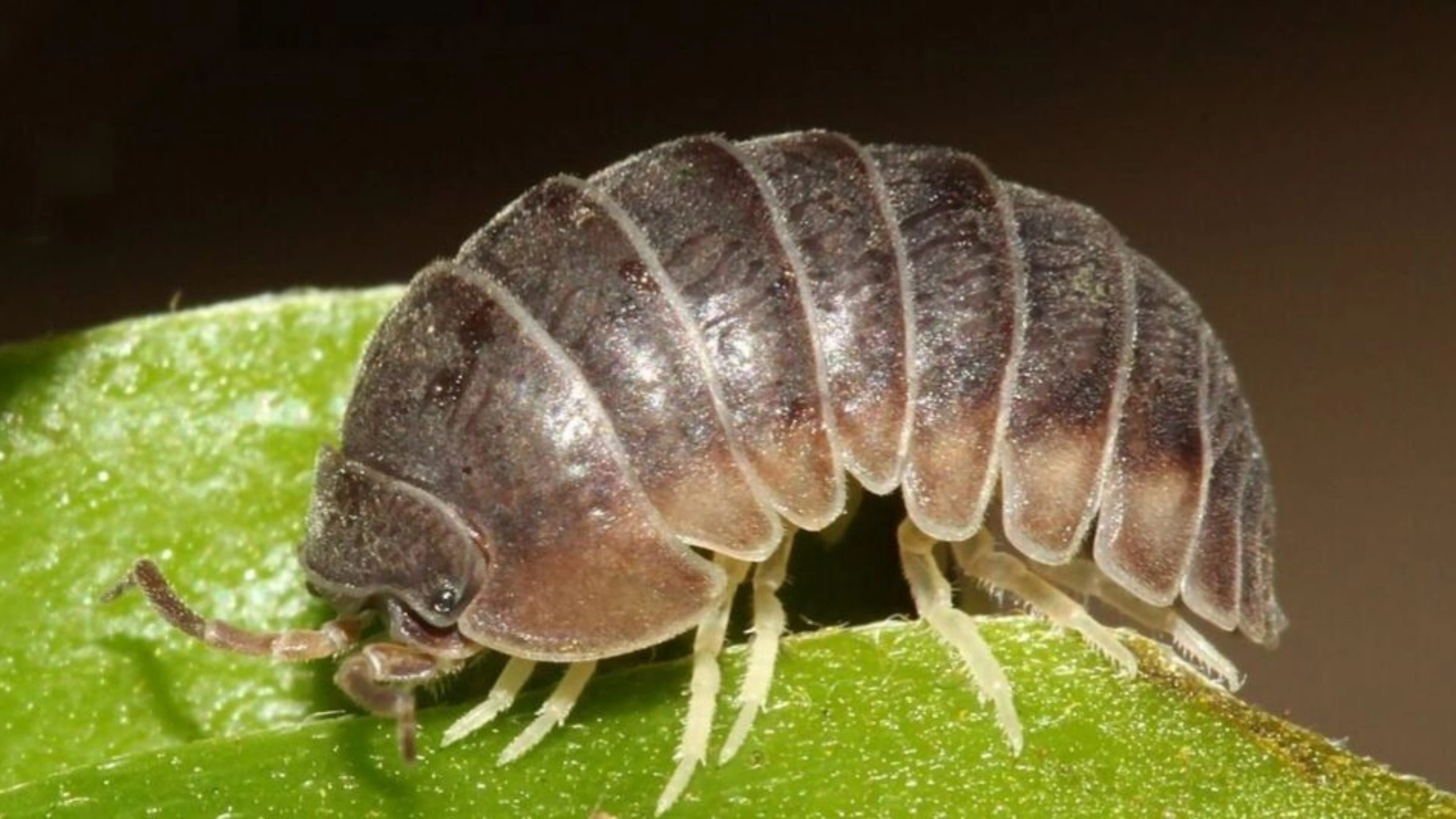 Spiritual Meaning of Roly Poly Bugs