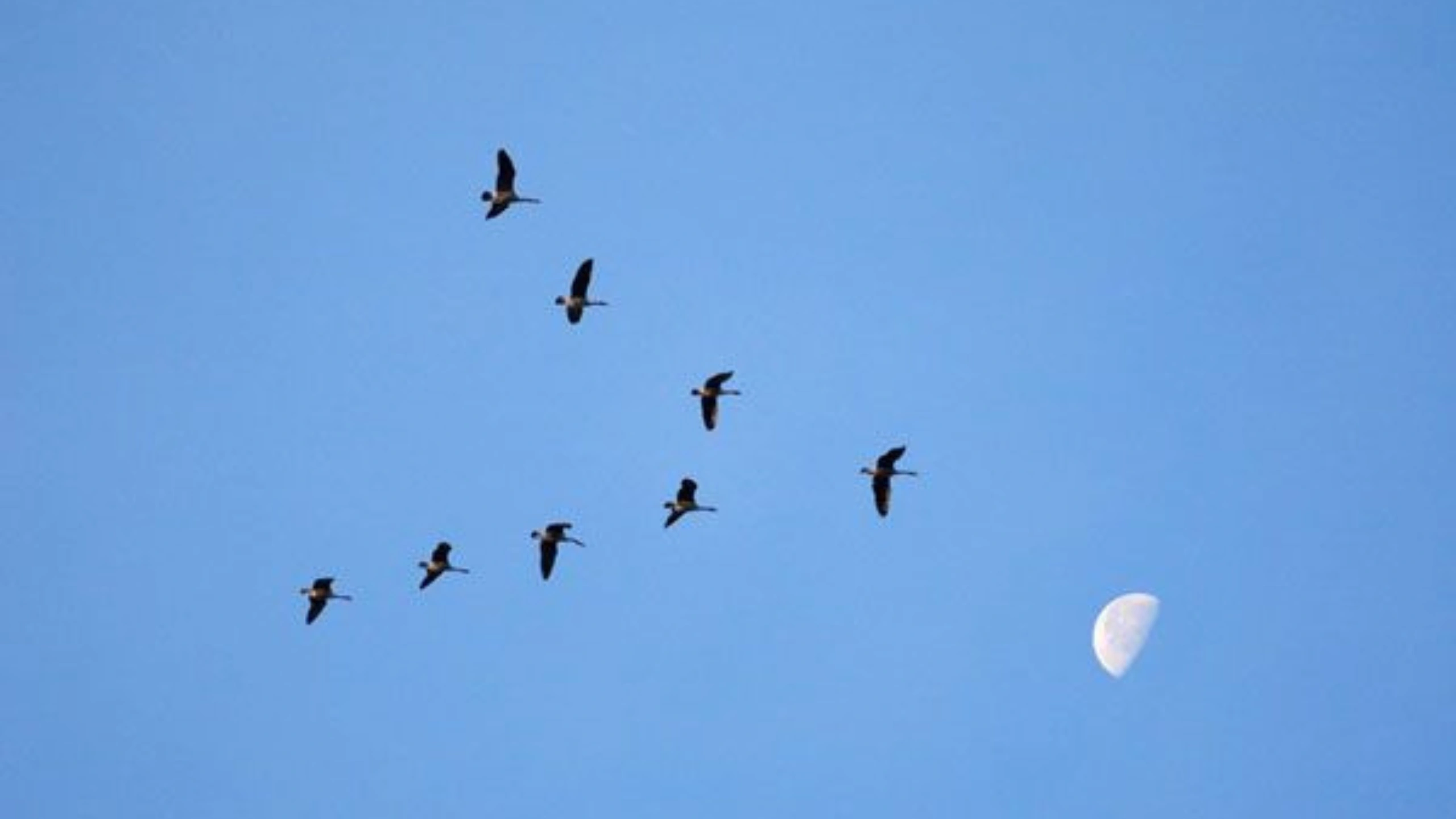 Spiritual Meaning of a Flock of Birds