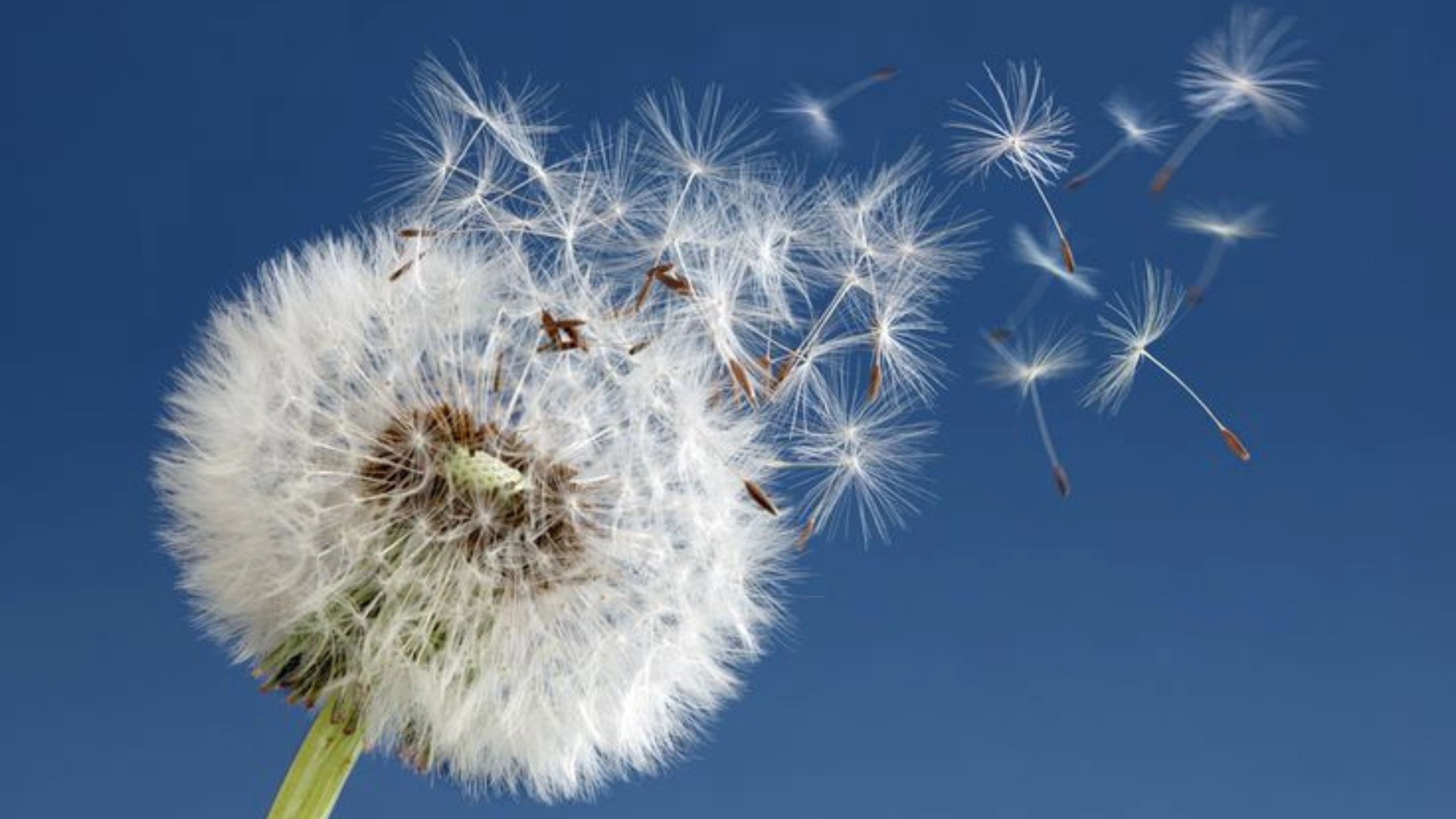 Symbols of Resilience