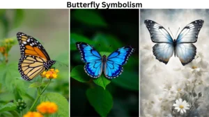 Butterfly Symbolism