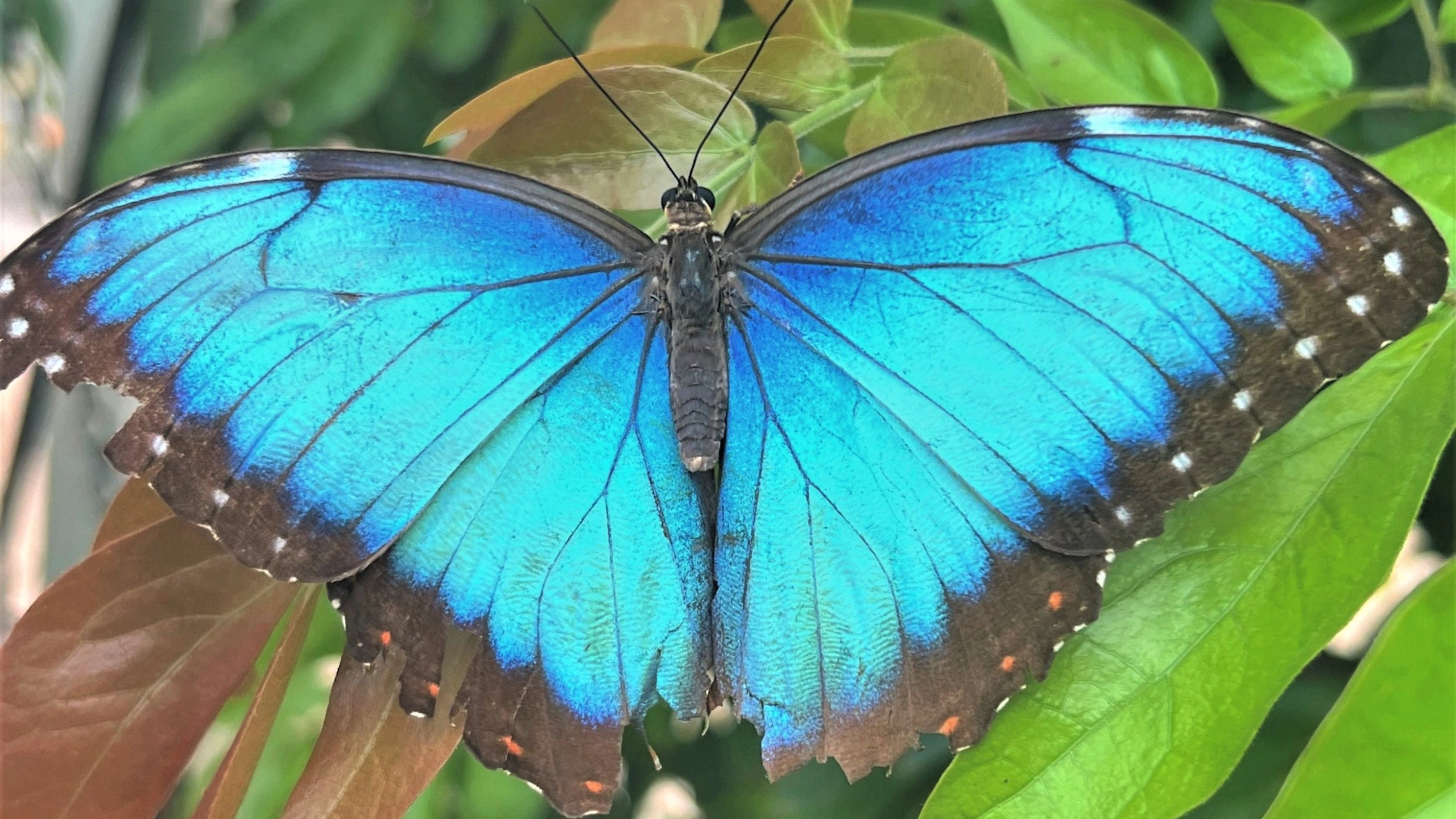 Butterfly Symbolism