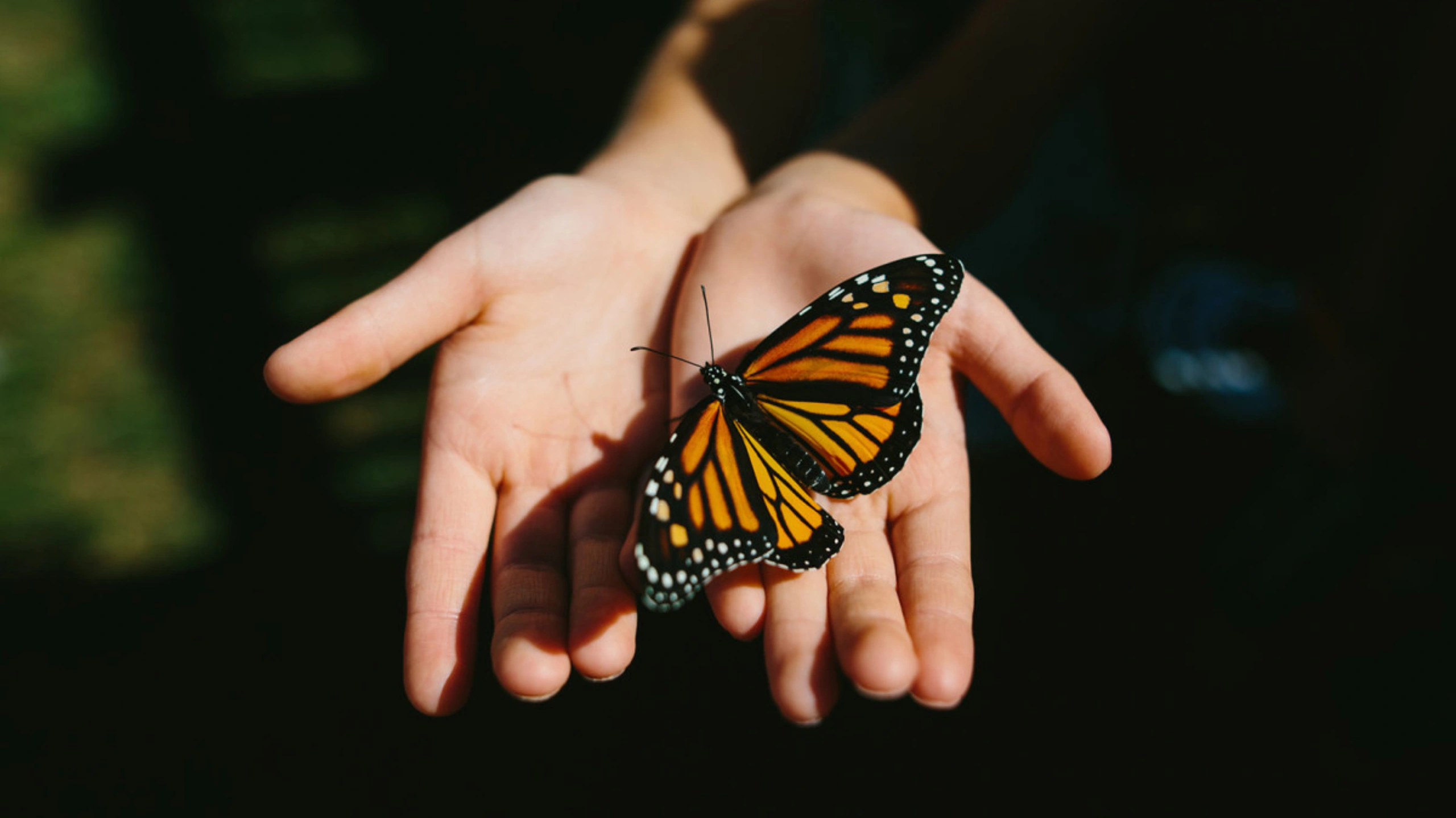 Butterfly Symbolism