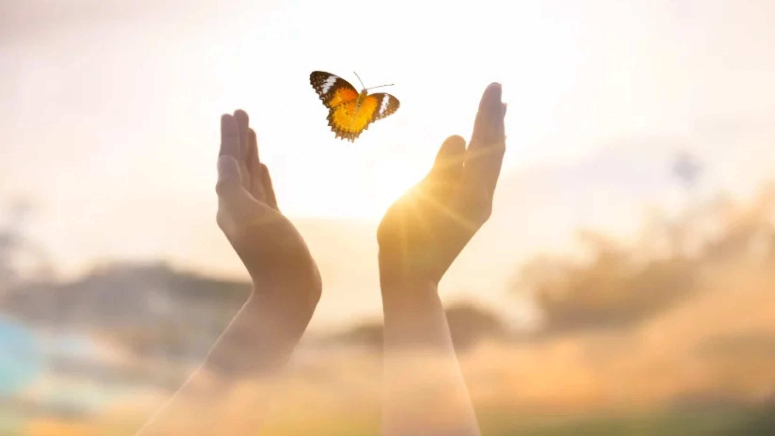 Butterfly Symbolism