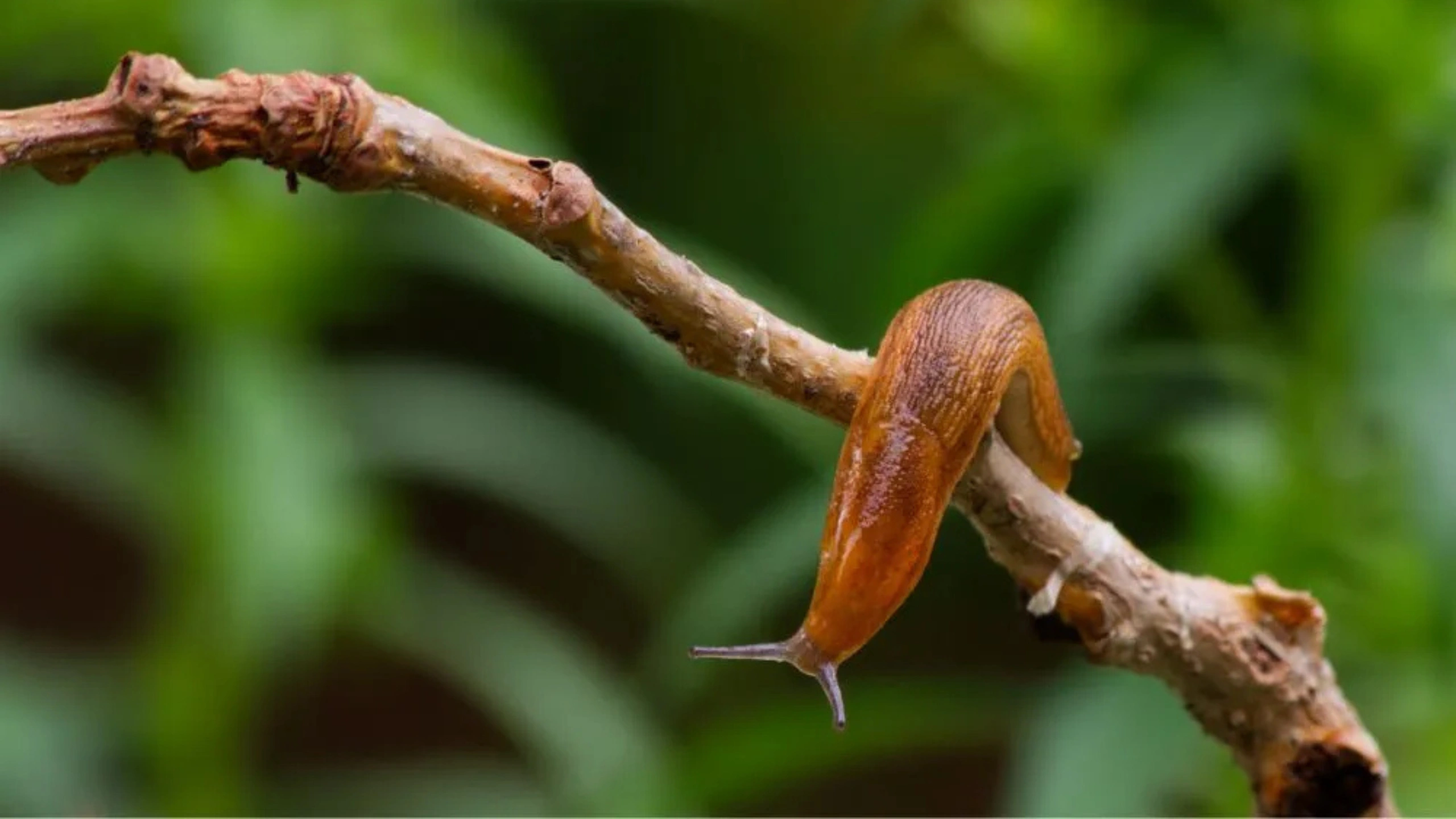 Slug Spiritual Meaning