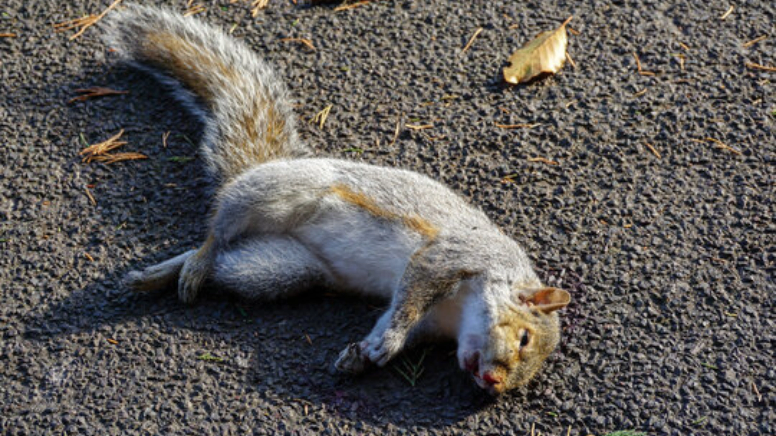 Squirrel Spiritual Meaning