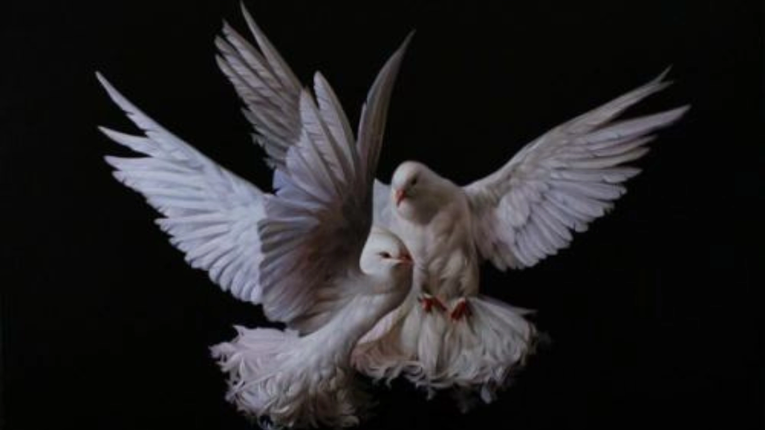 What do Pigeons Symbolize