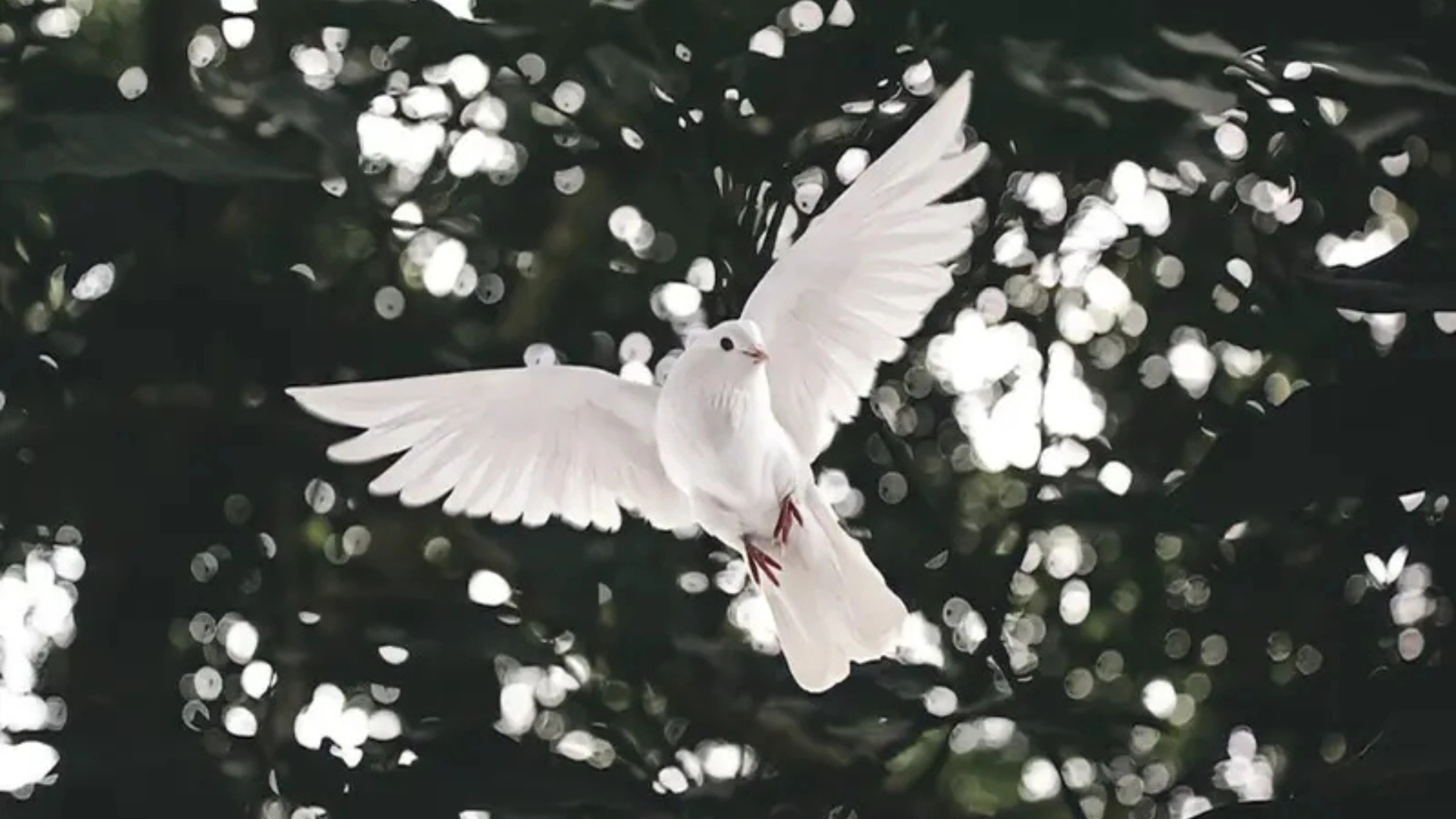 White Bird Spiritual Meaning