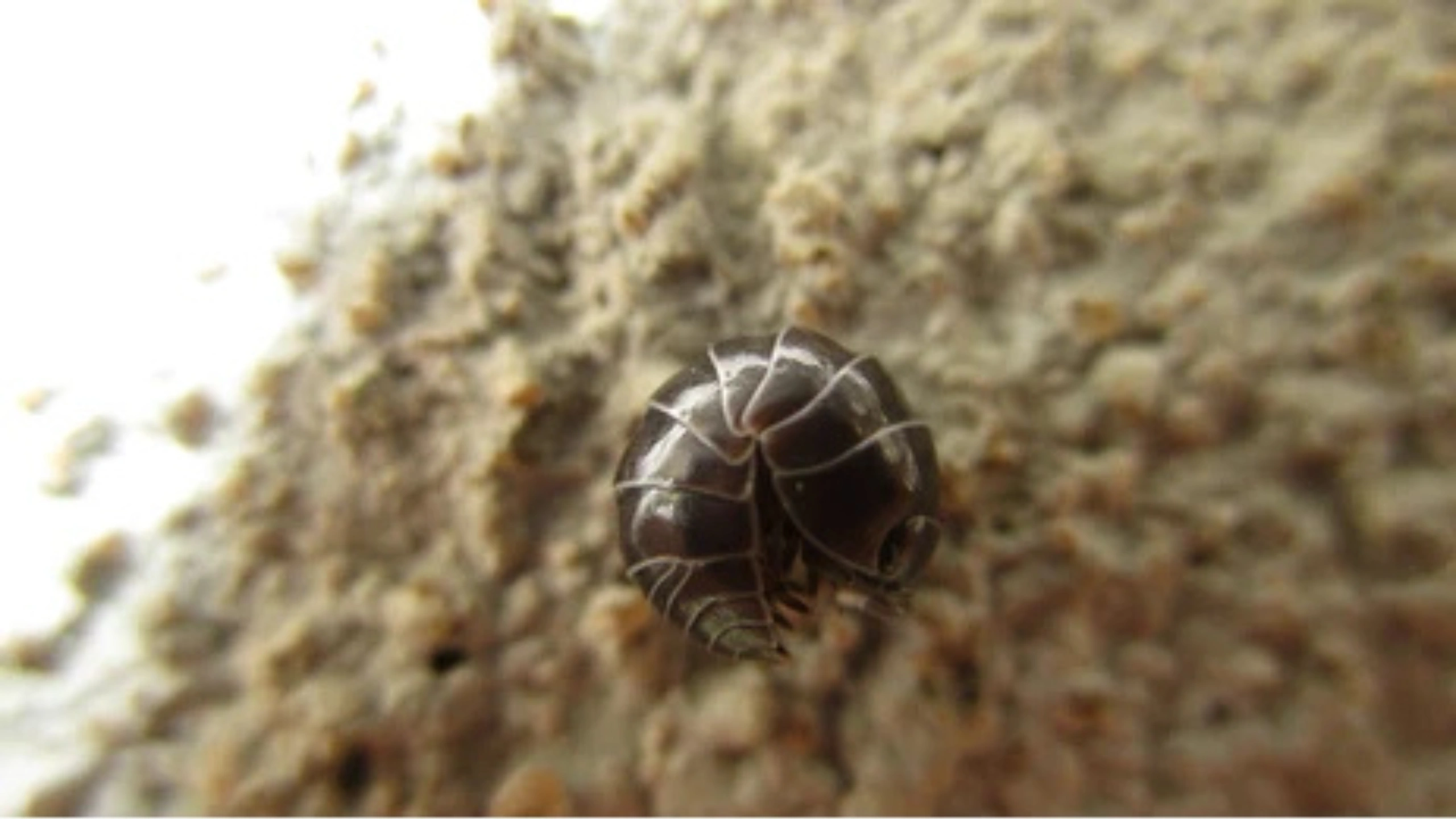 Spiritual Meaning of Roly Poly Bugs
