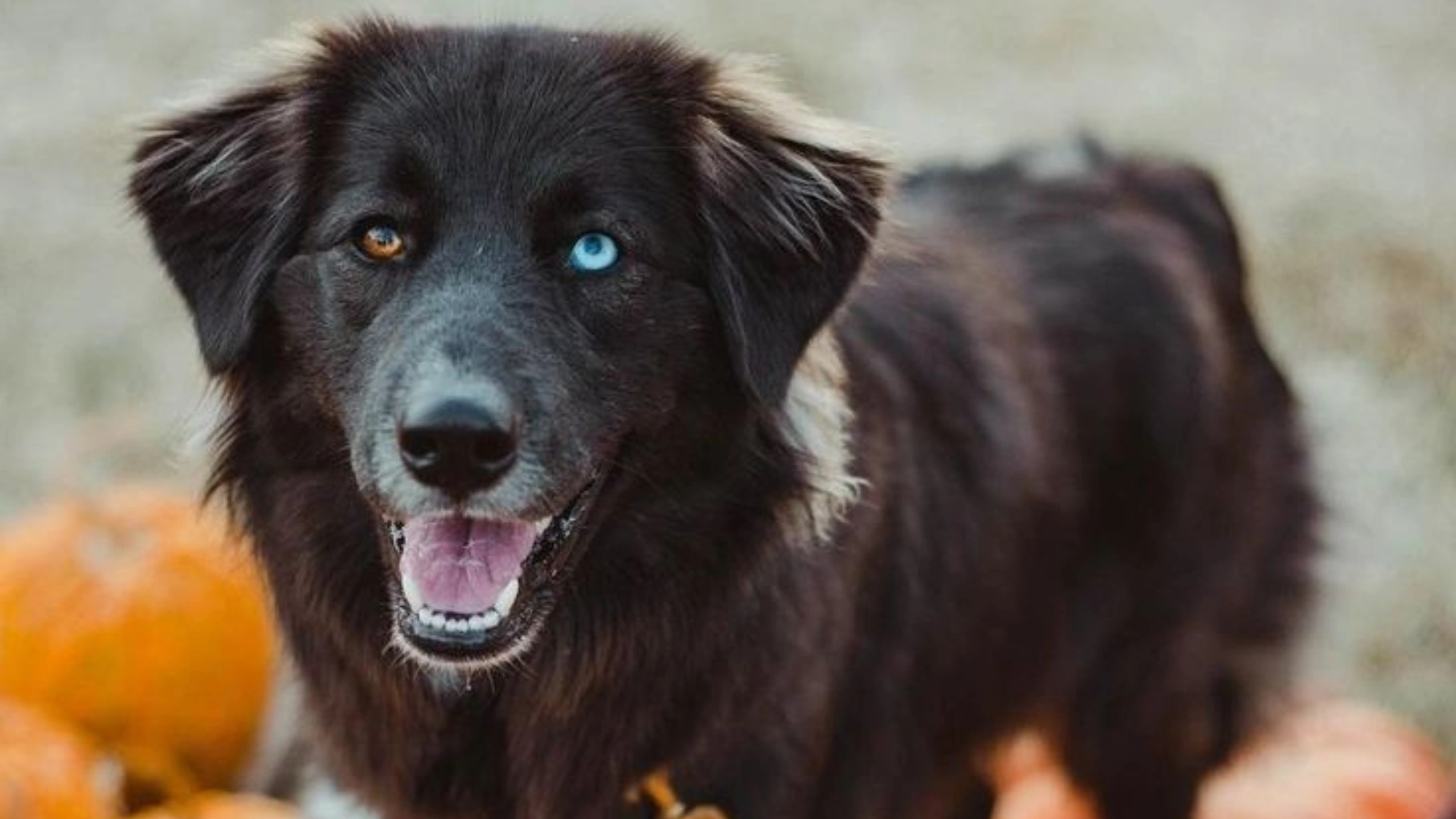 Dog With 2 Different Colored Eyes Spiritual Meaning