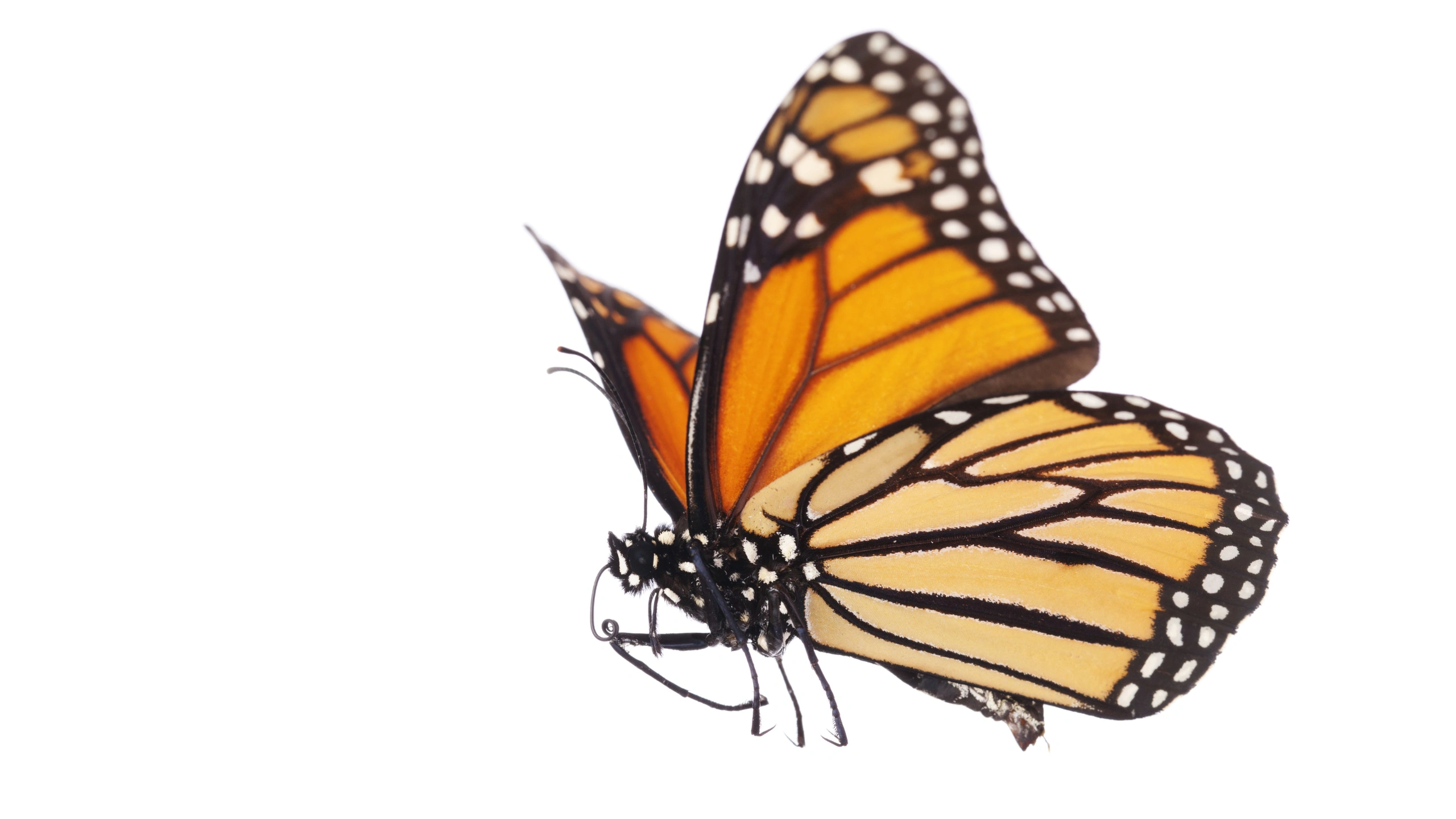 Butterfly Symbolism