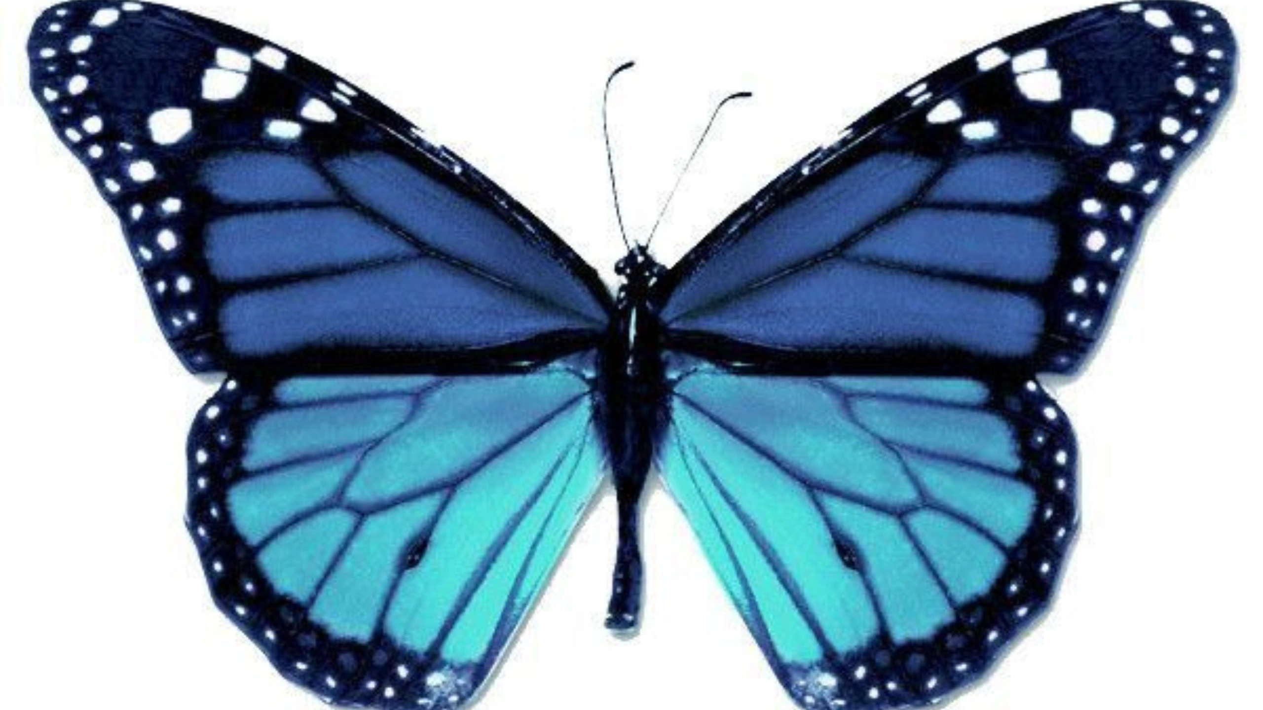 Butterfly Symbolism