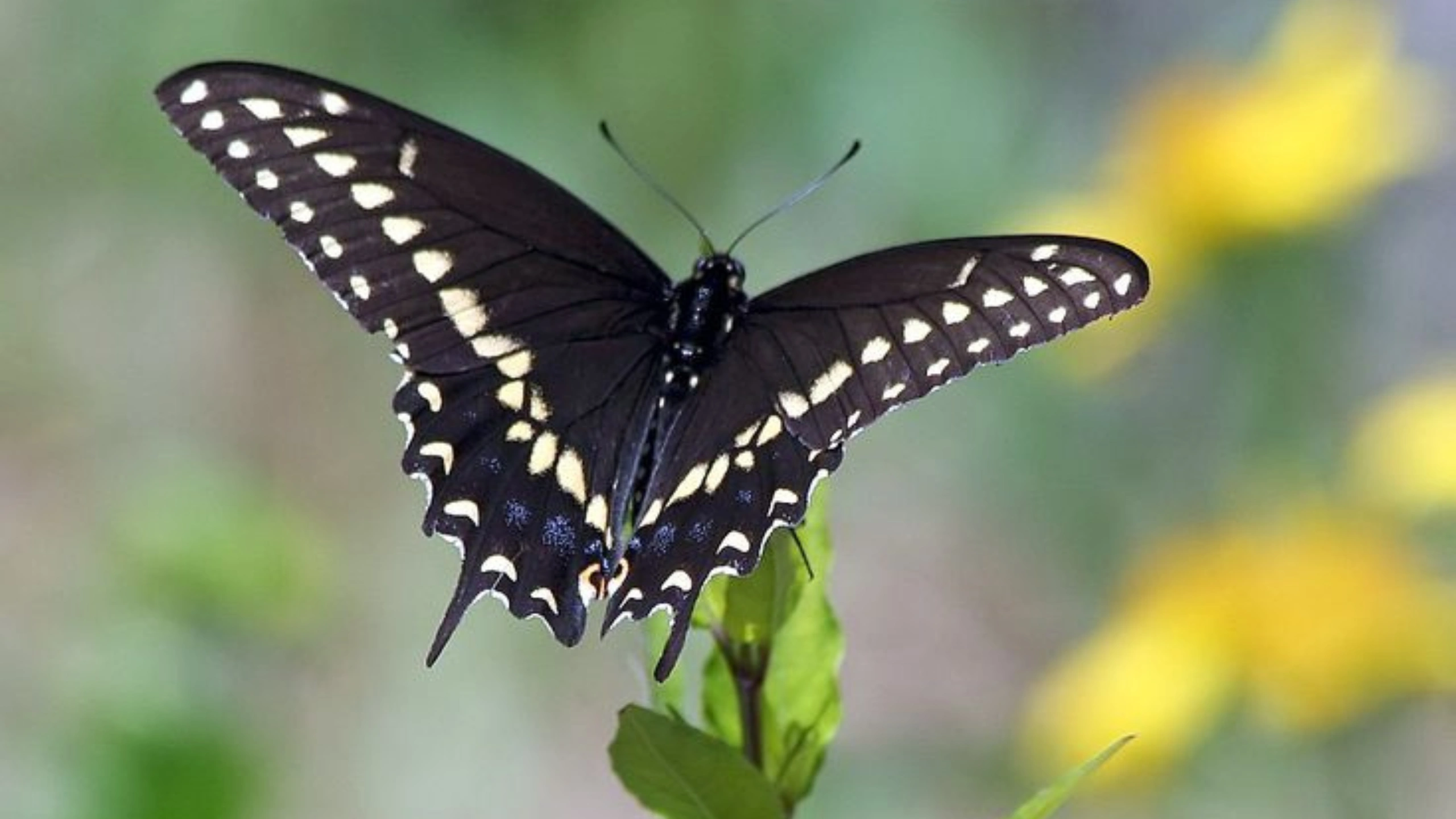 Butterfly Symbolism