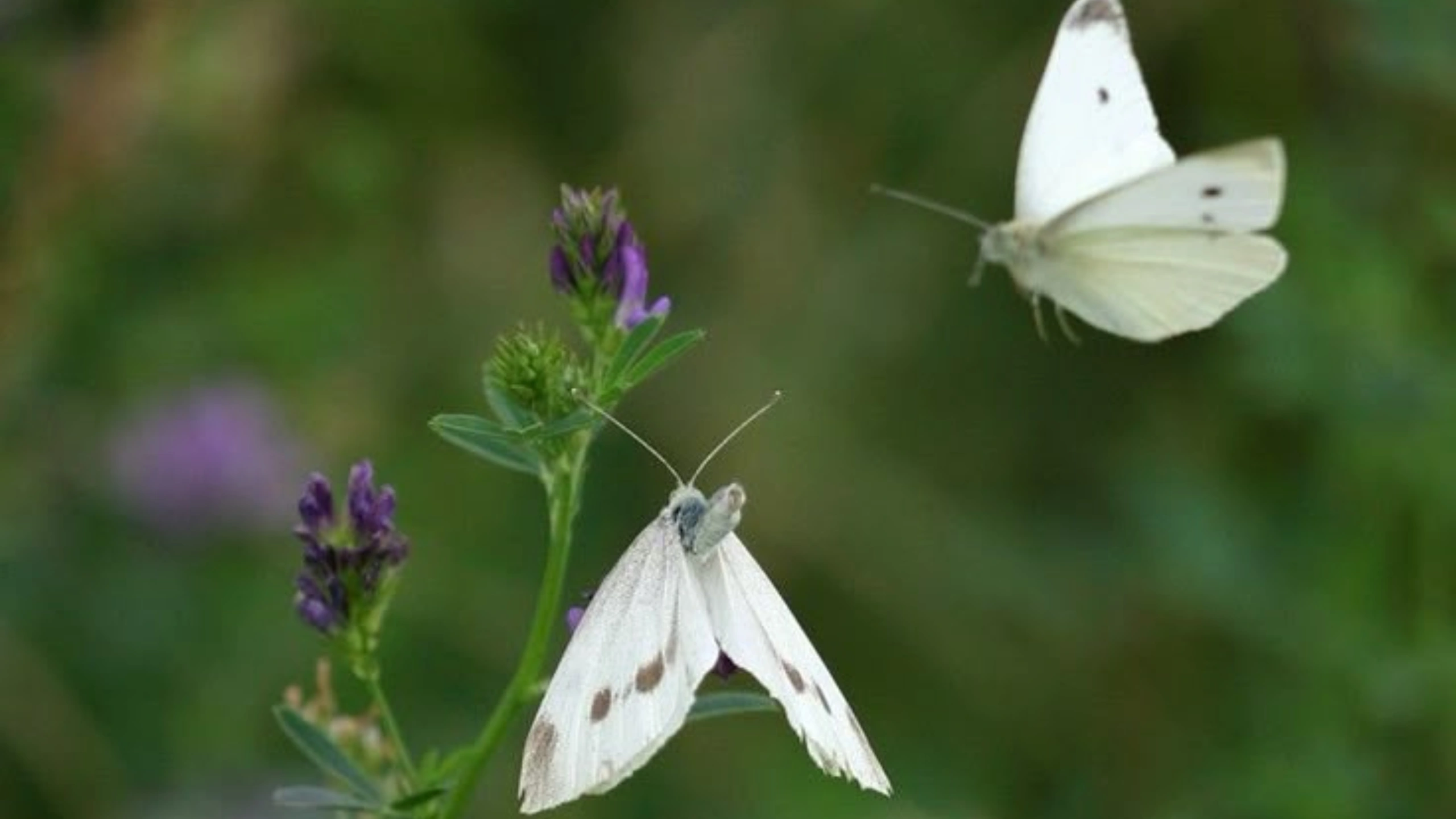 Butterfly Symbolism