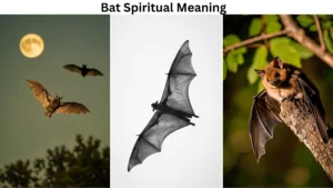 bat spiritual meaning