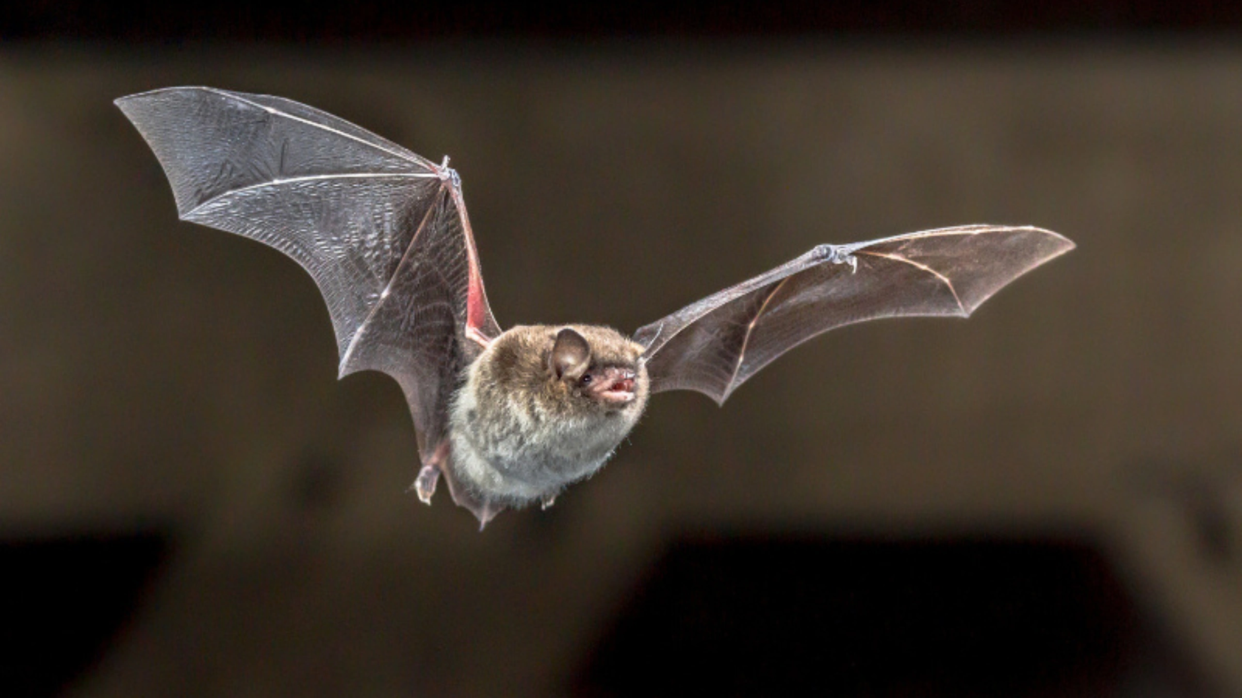bat spiritual meaning