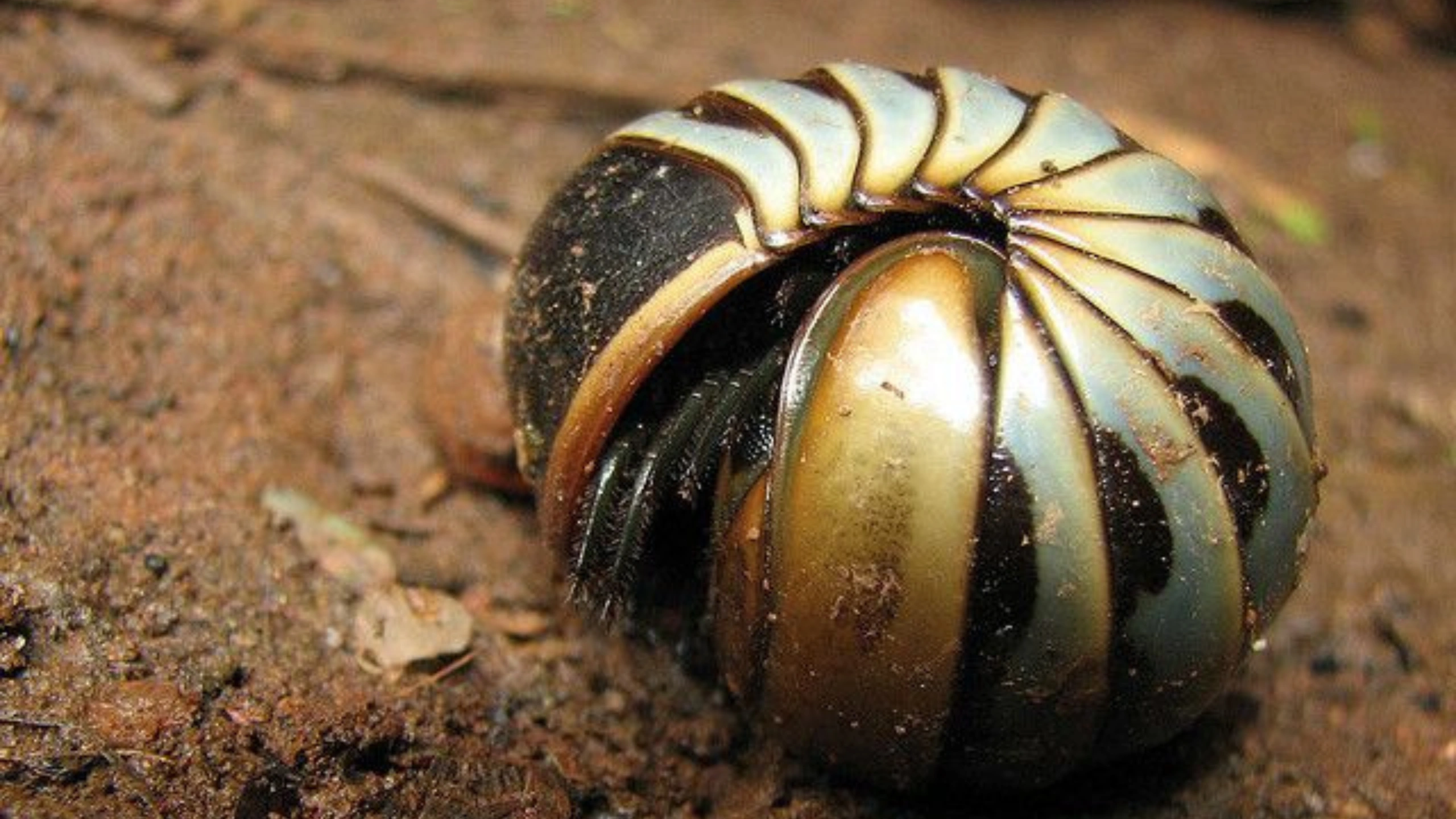 Spiritual Meaning of Roly Poly Bugs