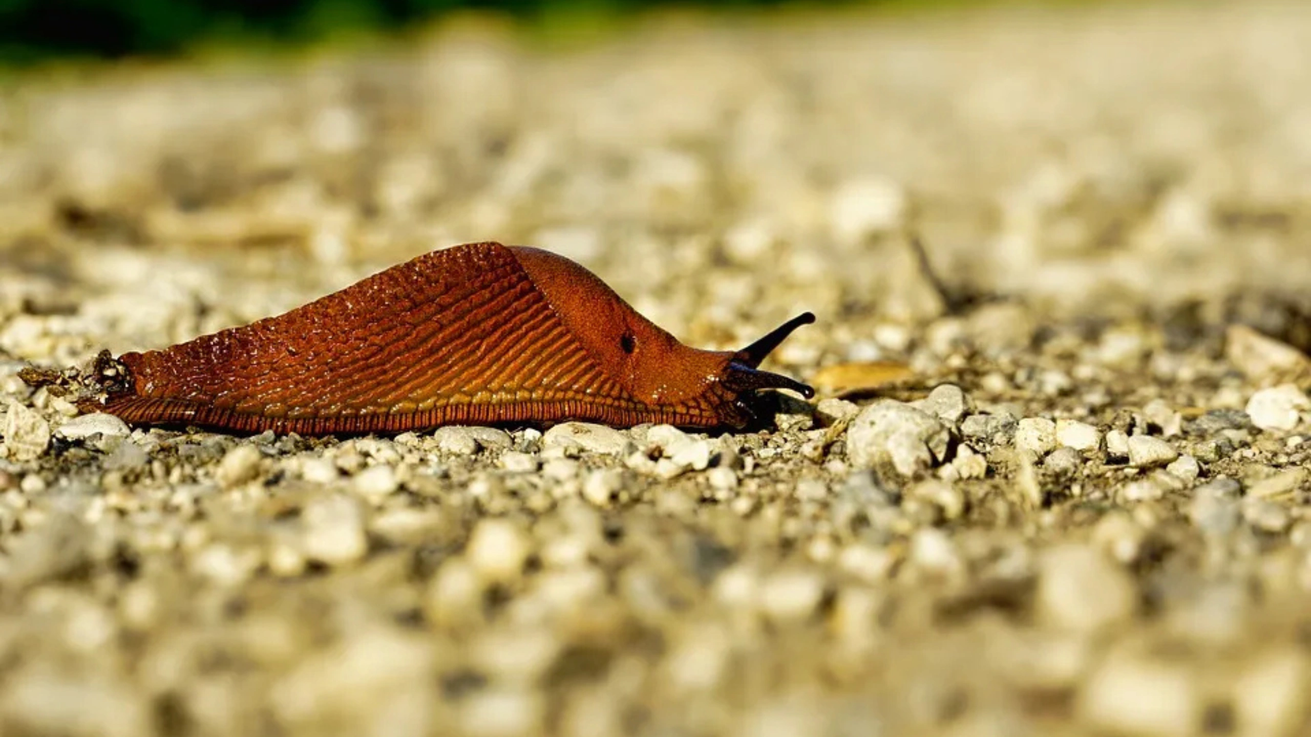 Slug Spiritual Meaning