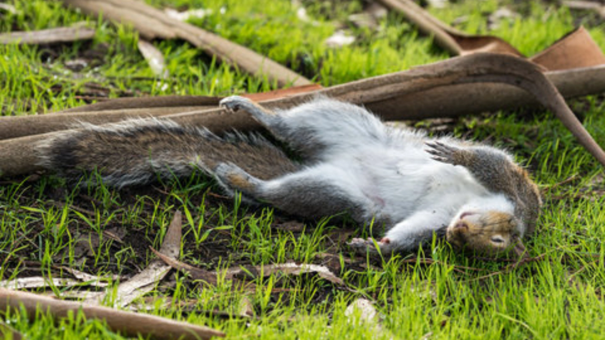 Squirrel Spiritual Meaning