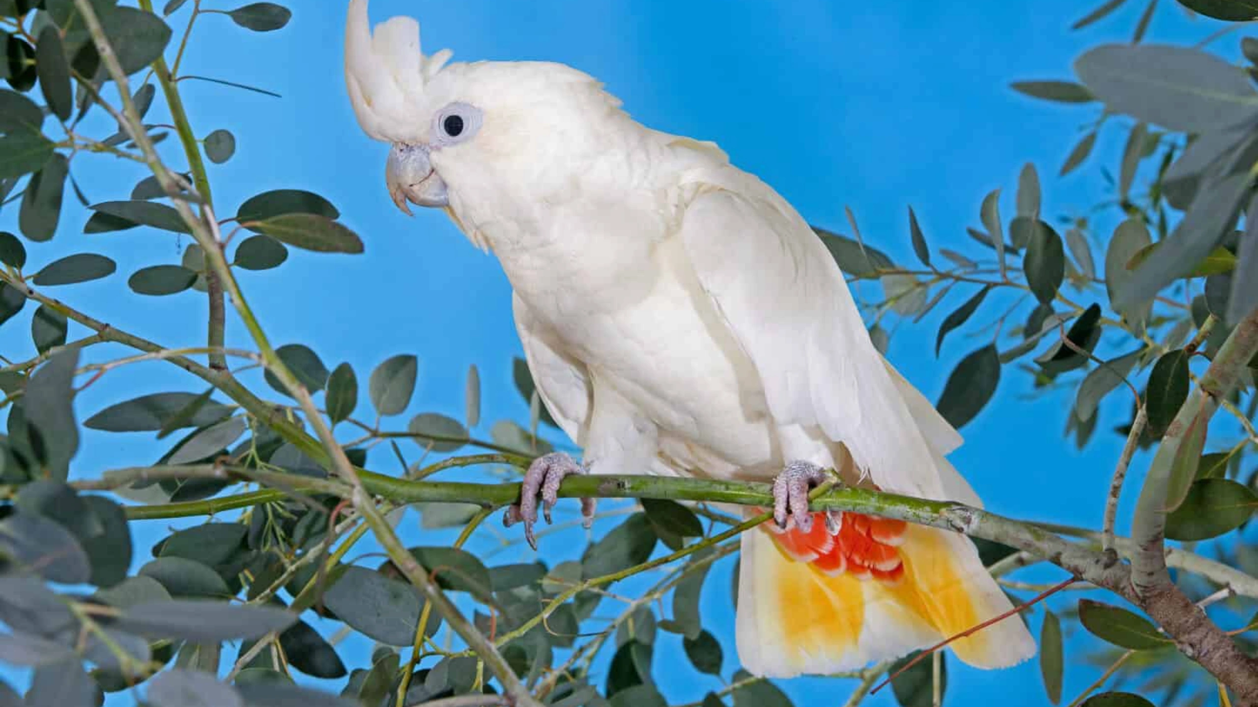 White Bird Spiritual Meaning