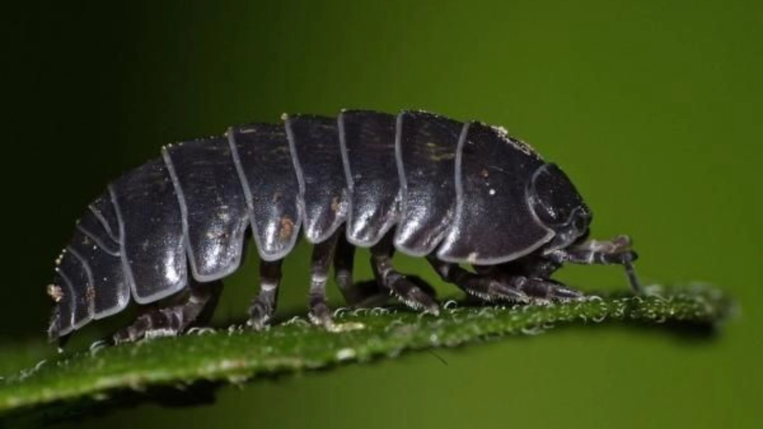 Spiritual Meaning of Roly Poly Bugs