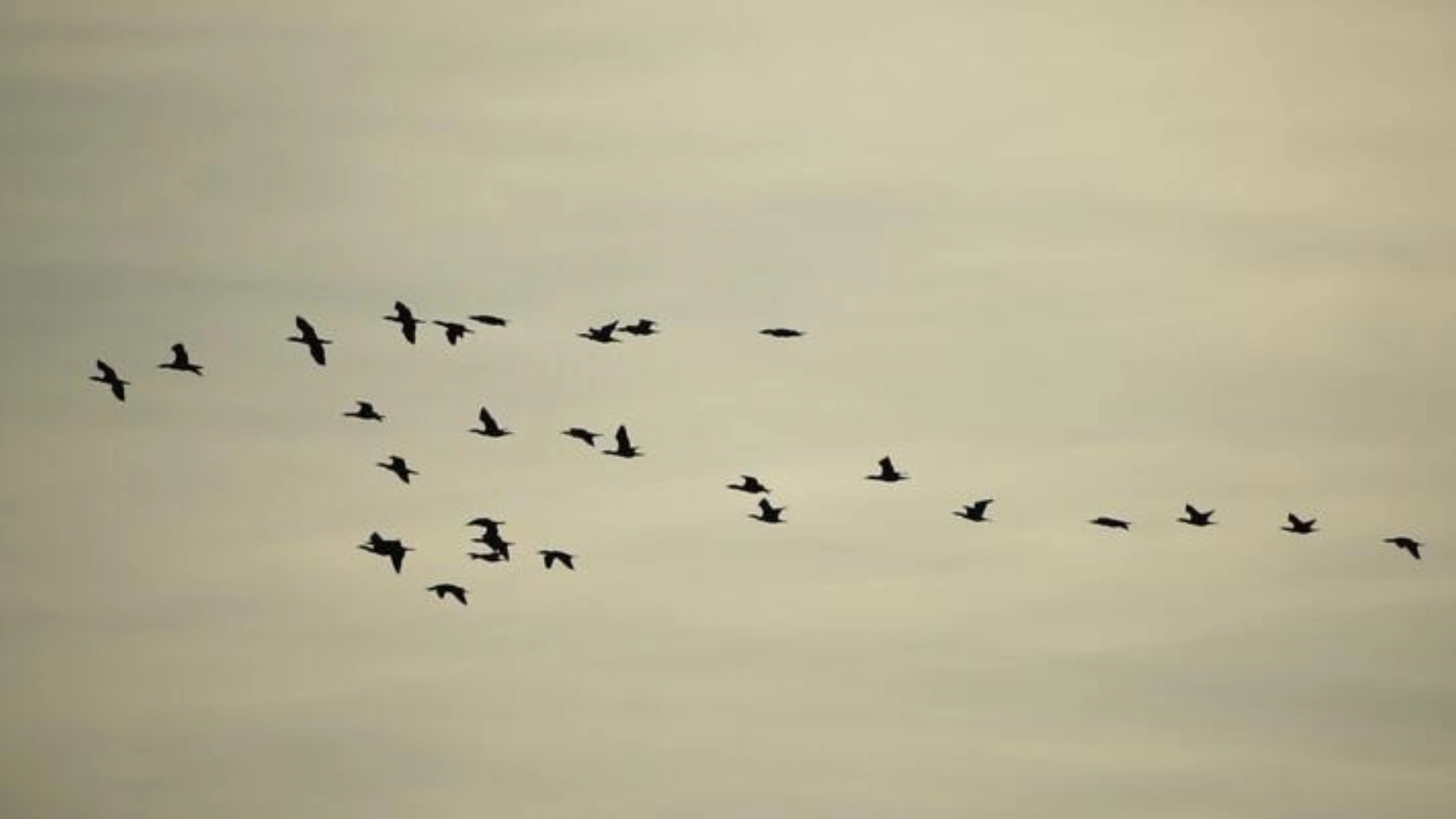 Spiritual Meaning of a Flock of Birds