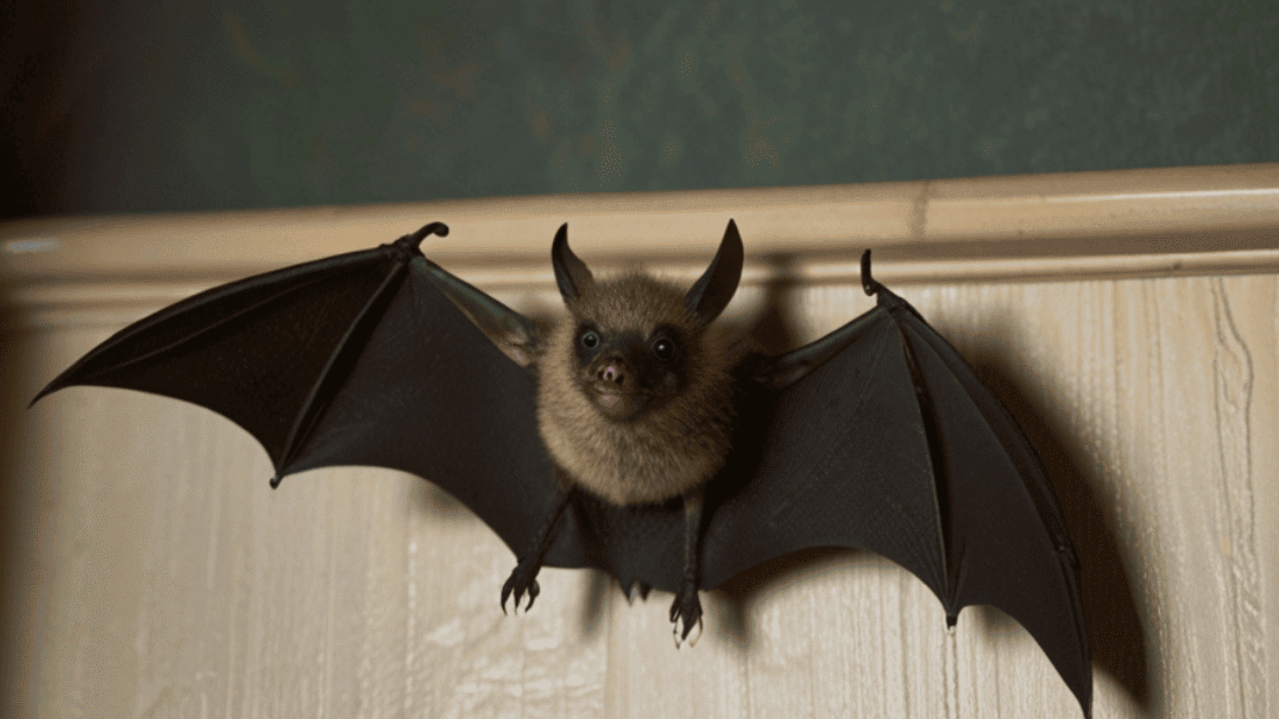bat spiritual meaning