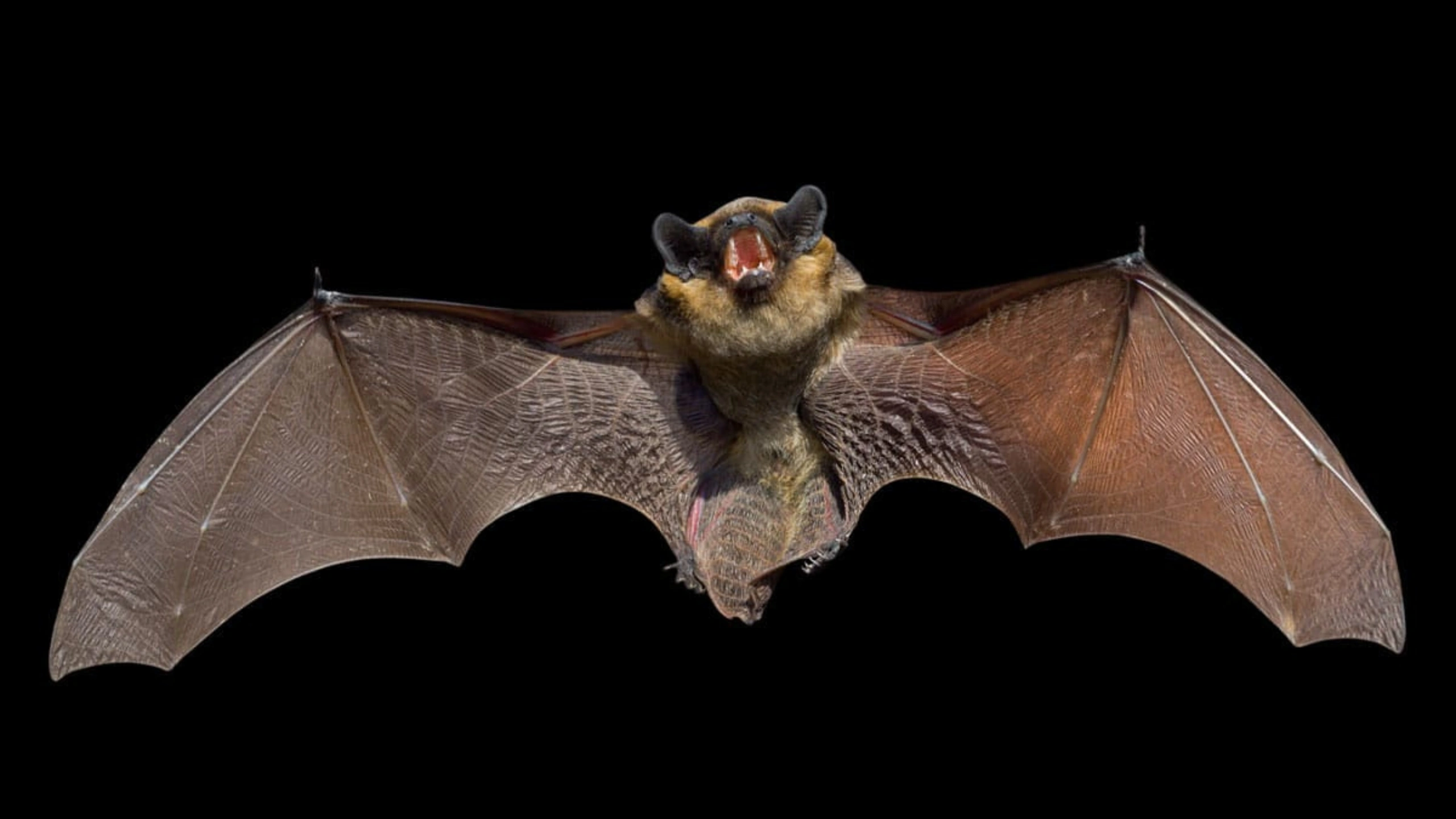 bat spiritual meaning