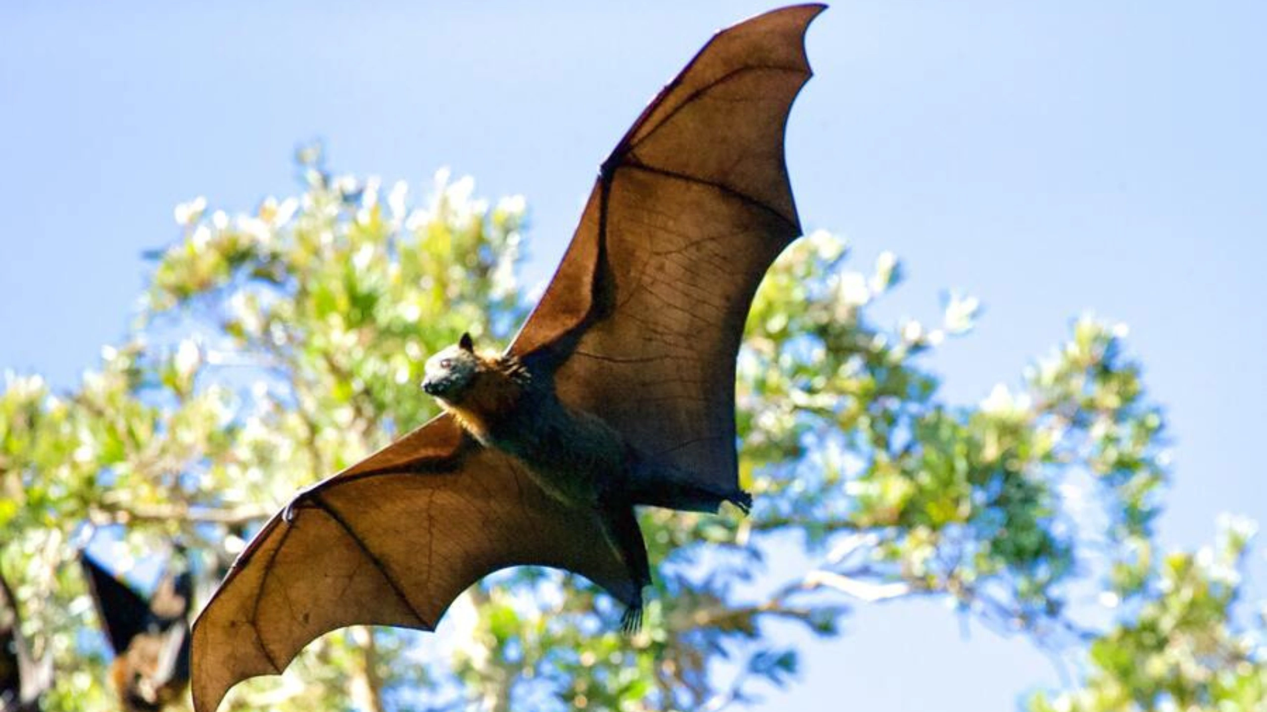 bat spiritual meaning