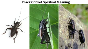 Black Cricket Spiritual Meaning