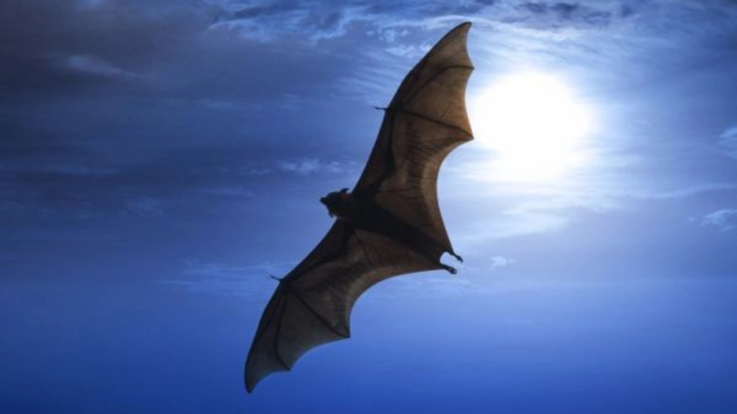 bat spiritual meaning