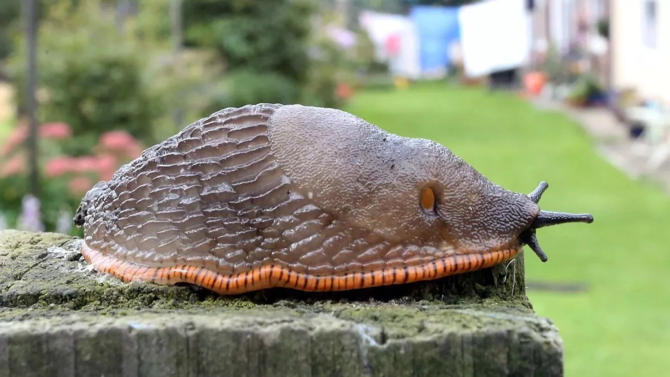 Slug Spiritual Meaning