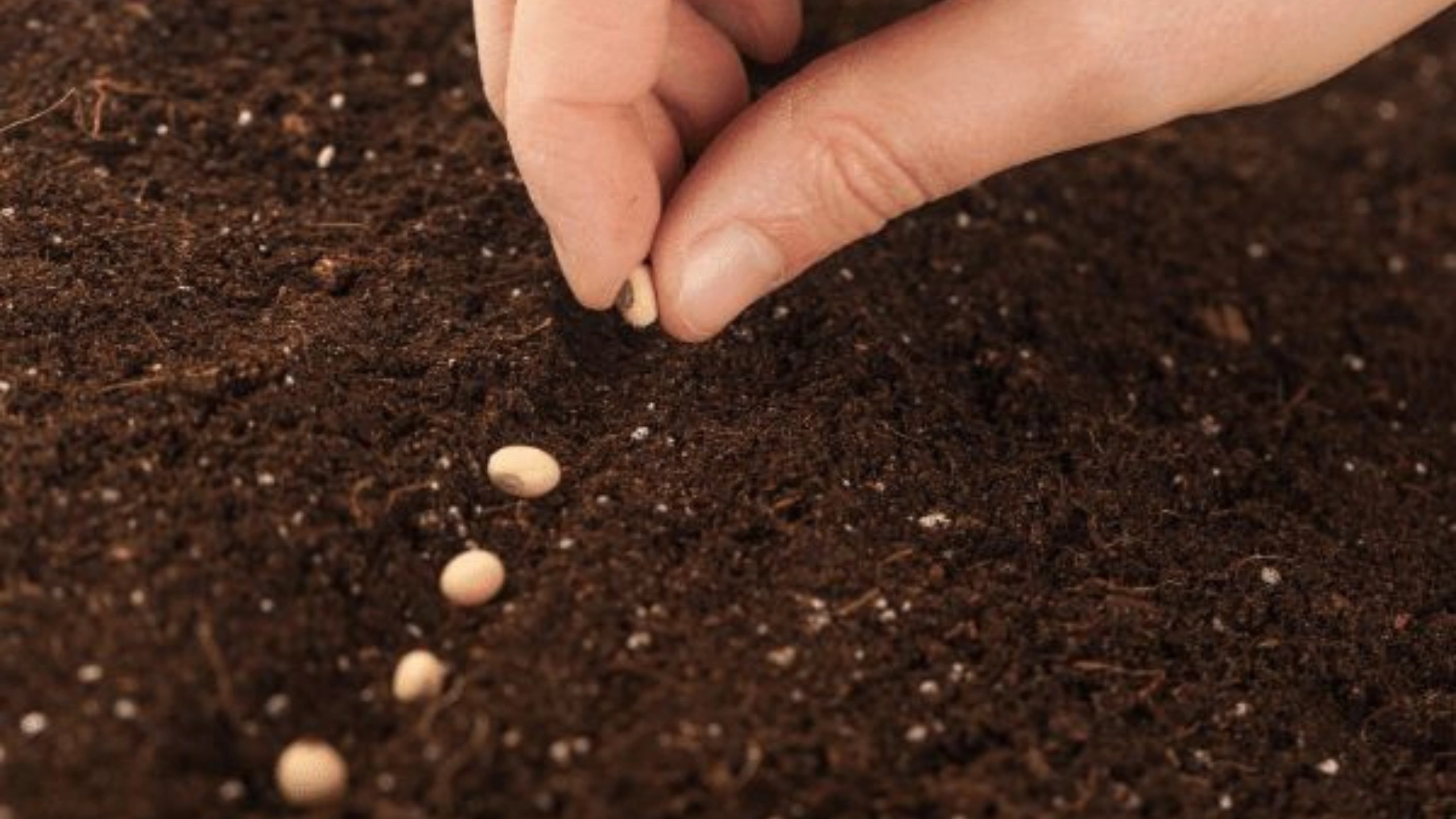 Symbols of Growth And Progress