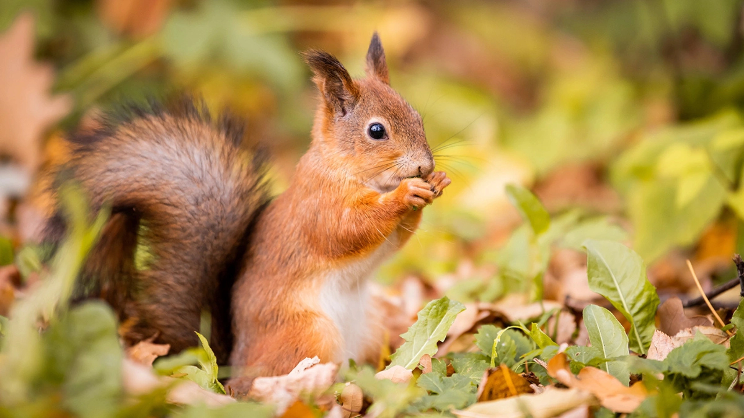 Squirrel Spiritual Meaning