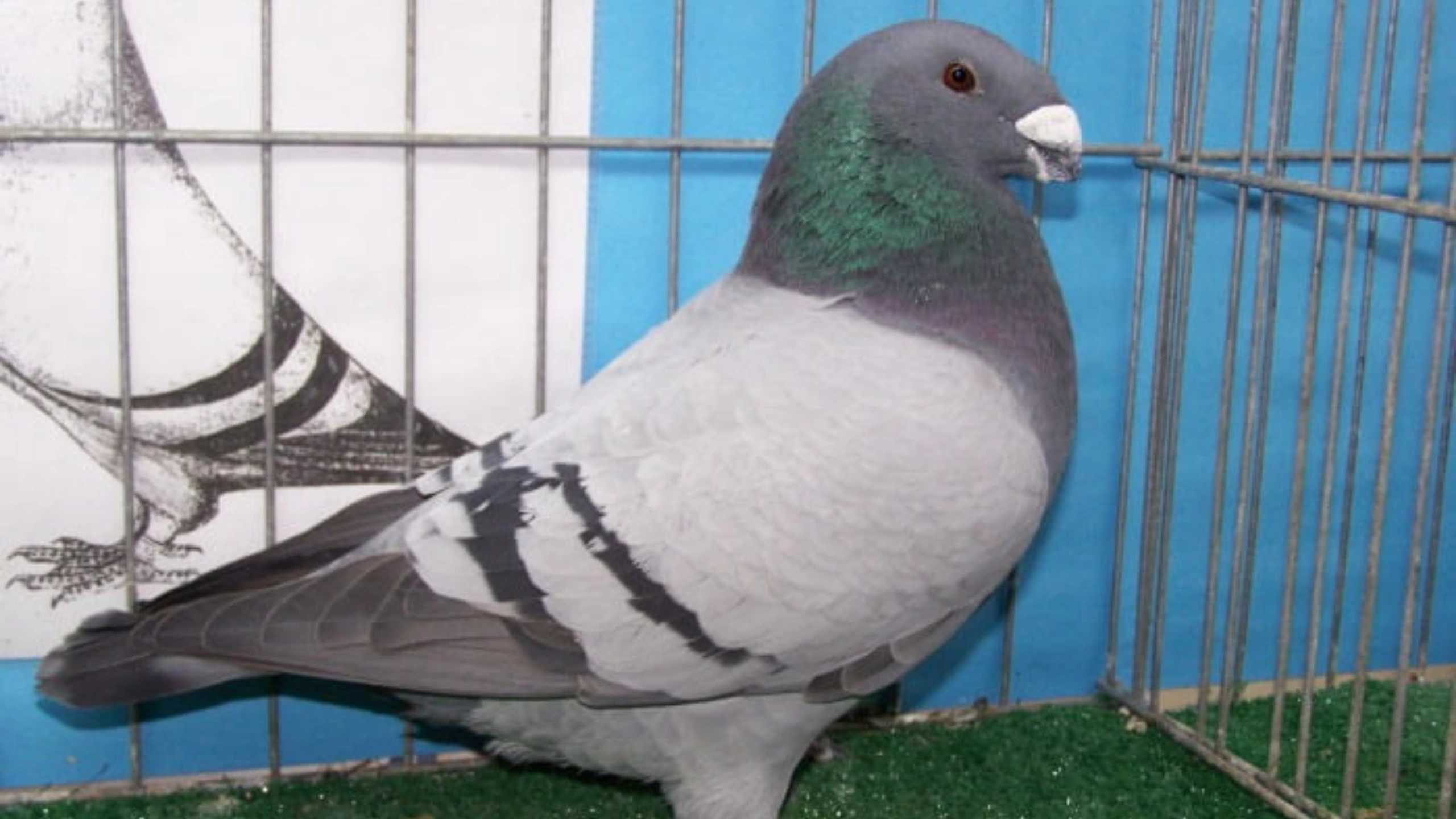What do Pigeons Symbolize