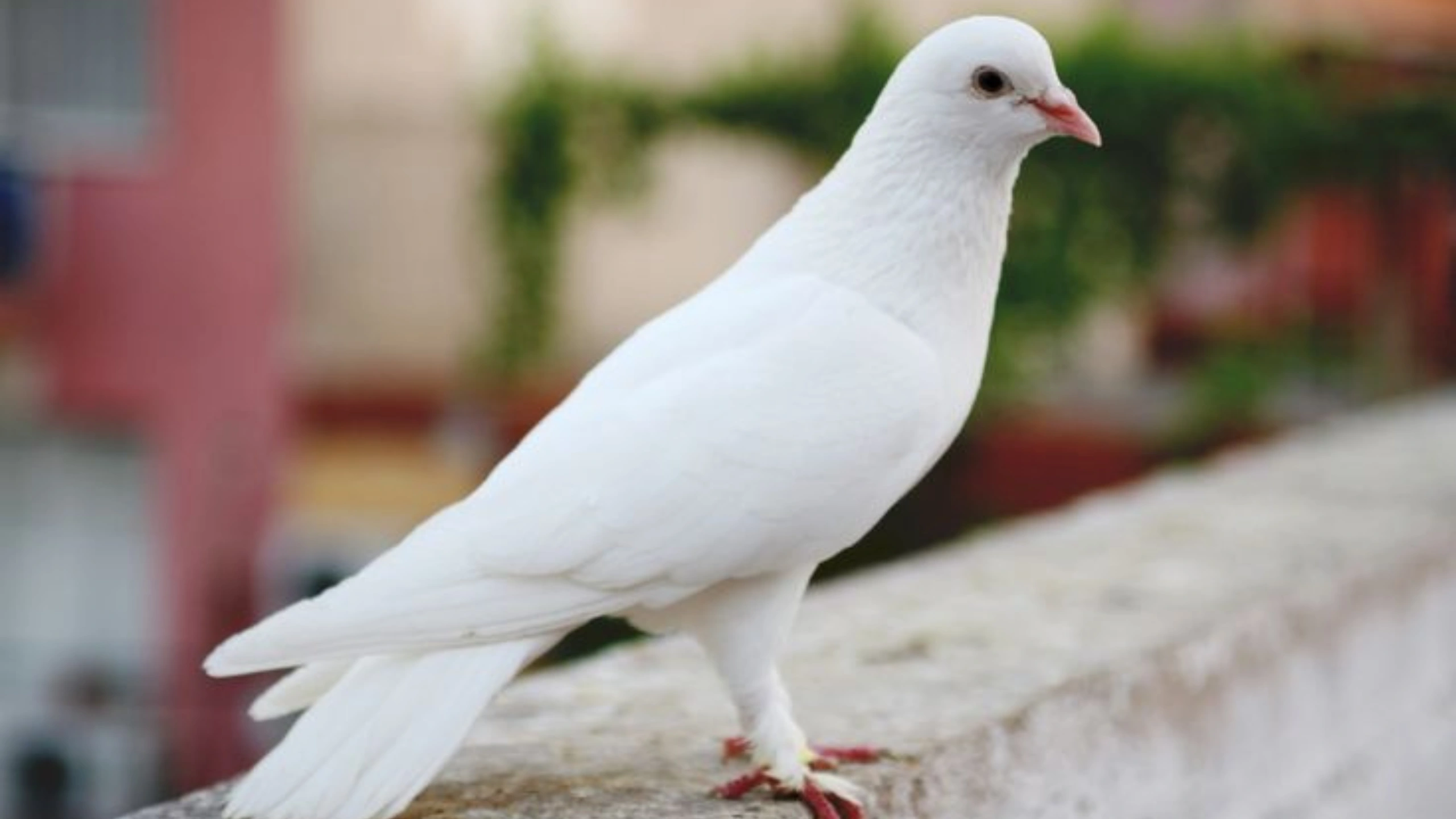 White Bird Spiritual Meaning