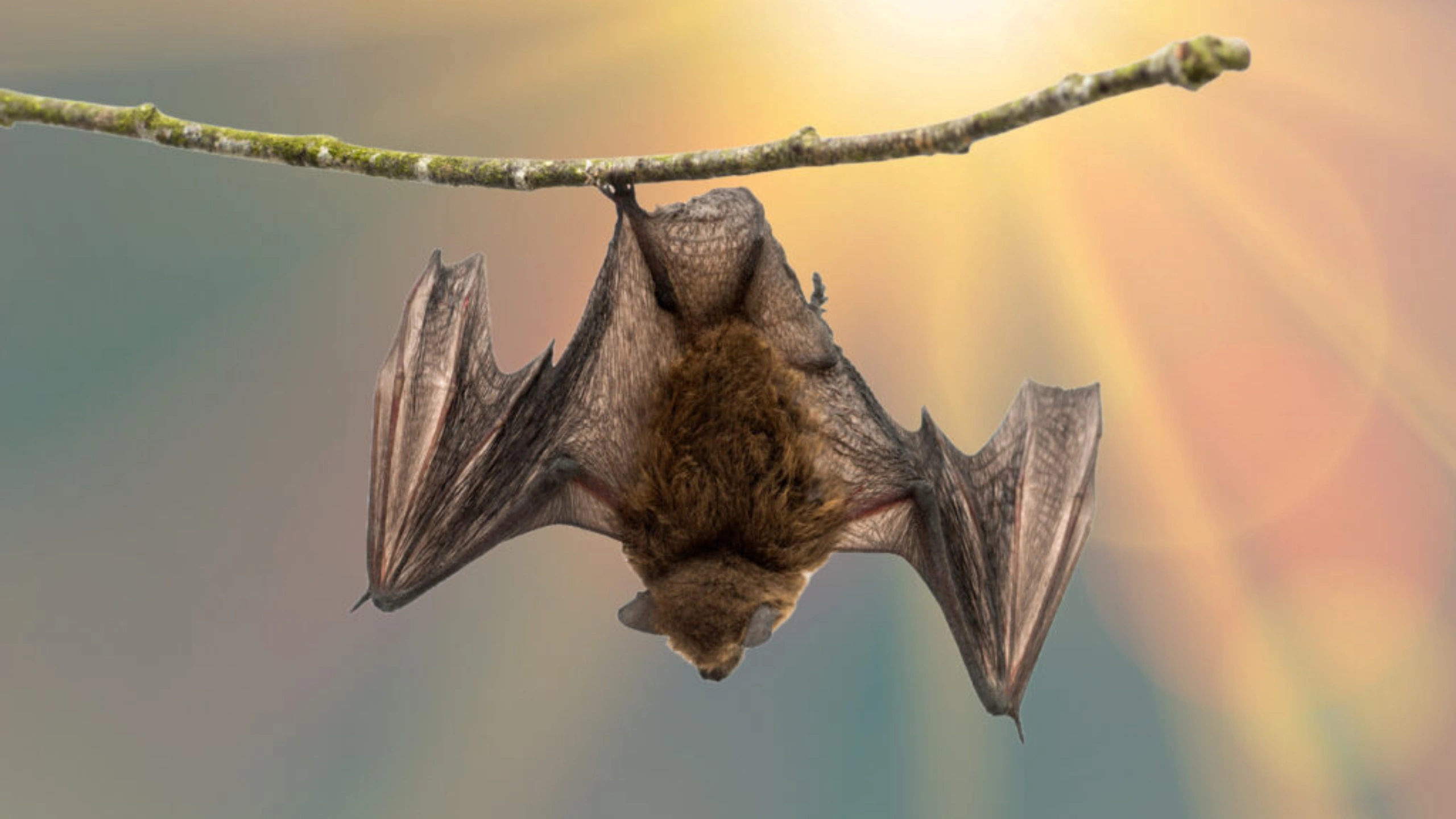 bat spiritual meaning