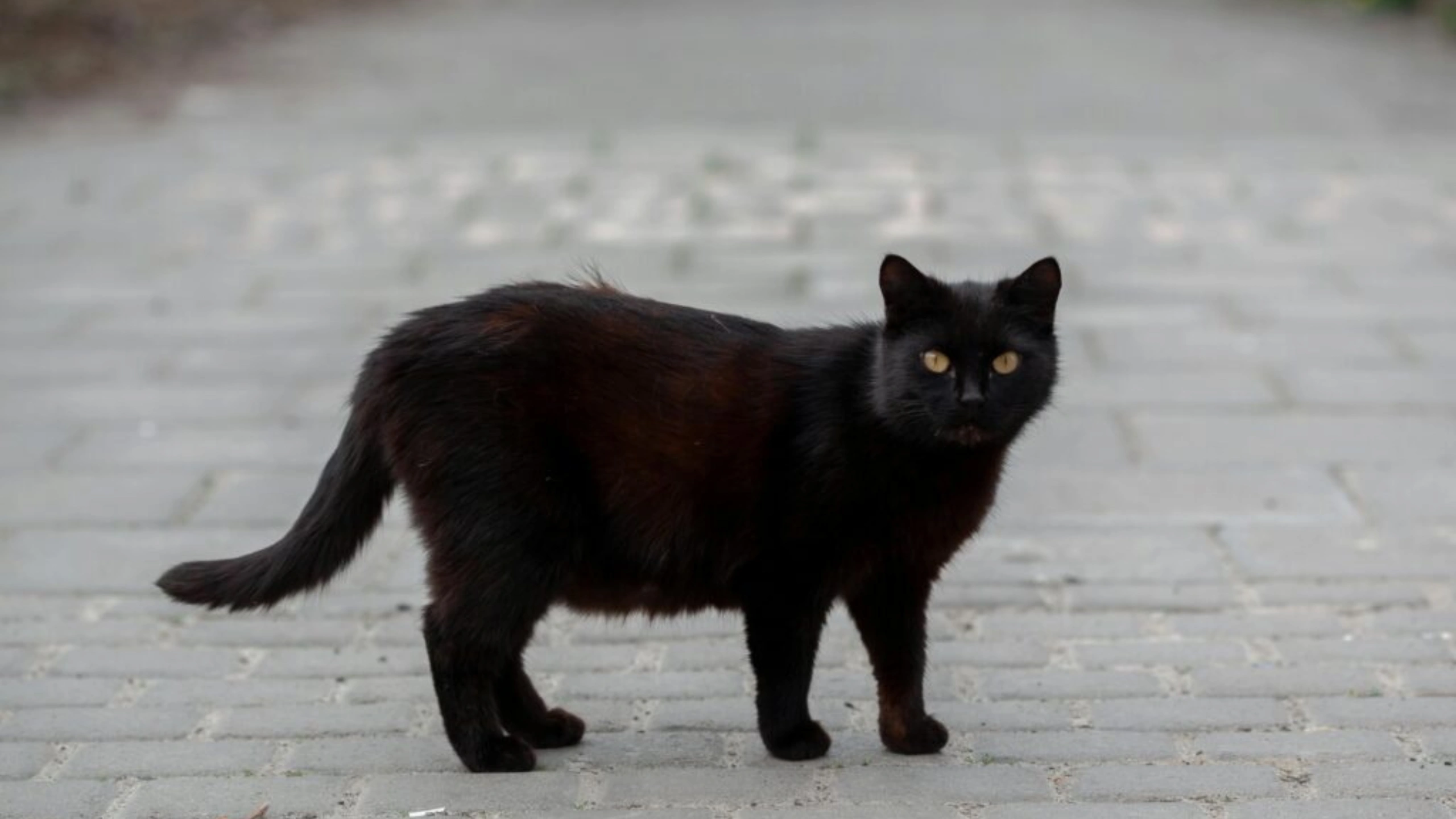 Black Cat Symbolism