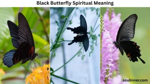 Black Butterfly Spiritual Meaning