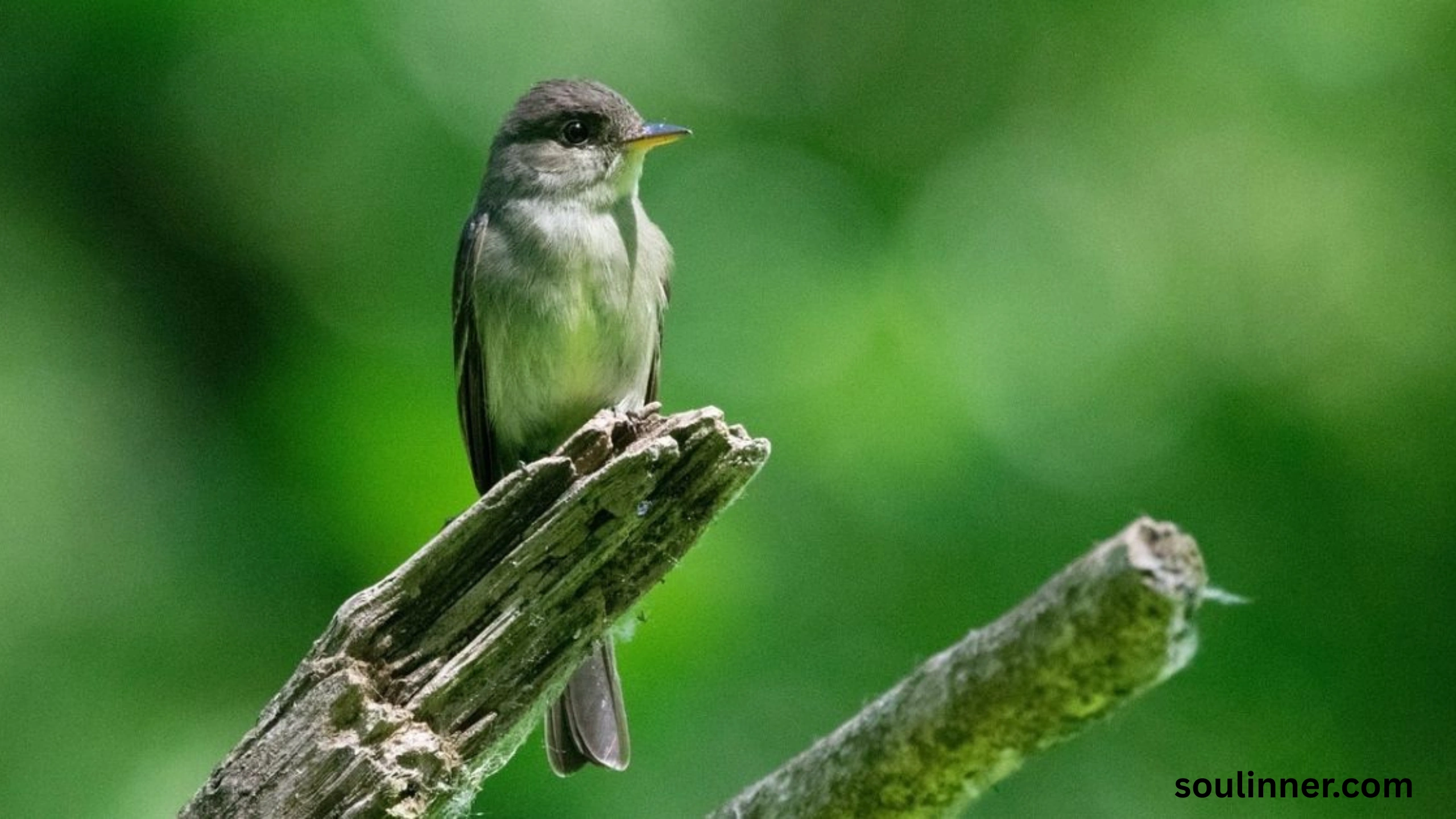 Black Phoebe Spiritual Meaning 