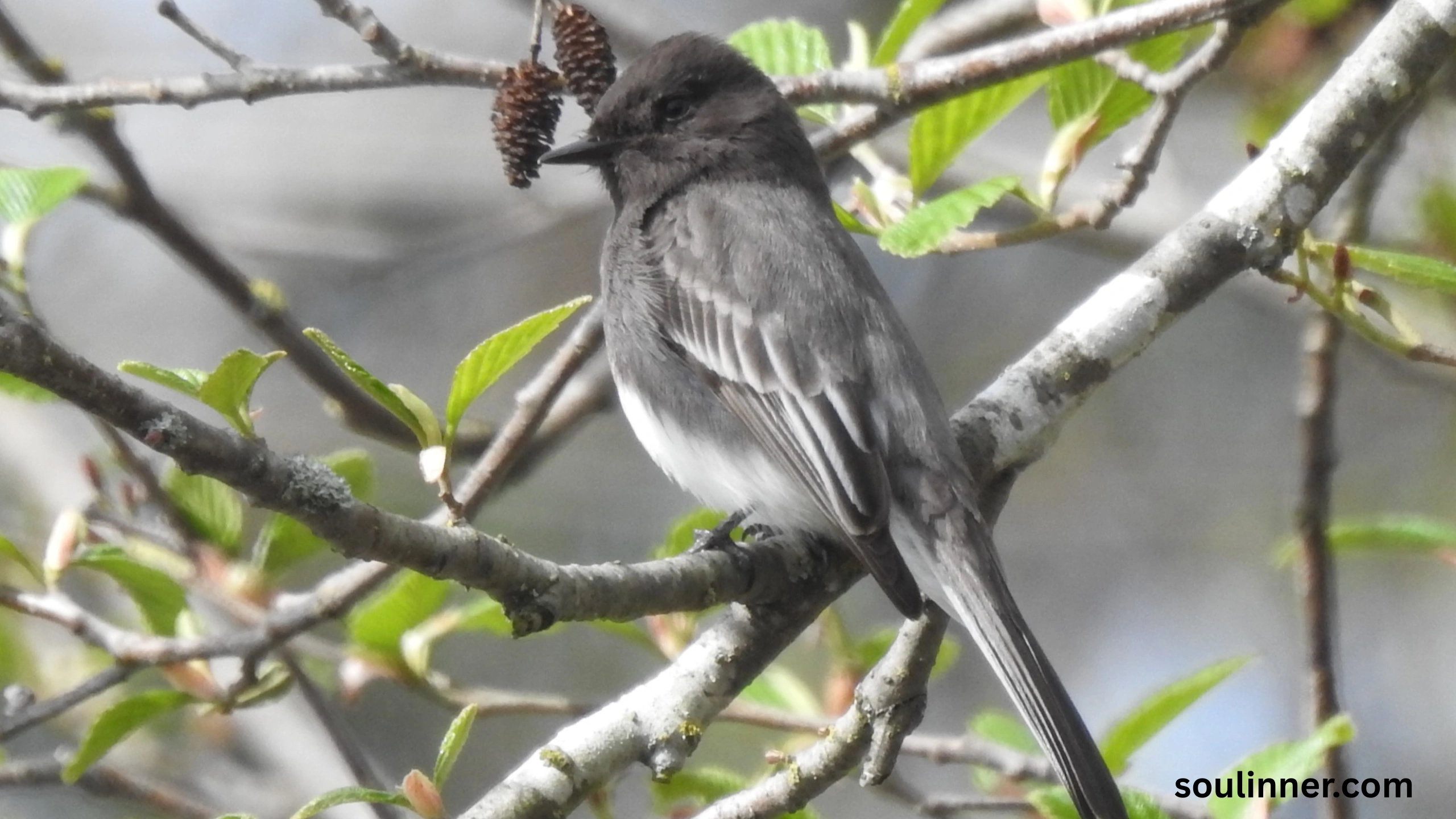 Black Phoebe Spiritual Meaning 