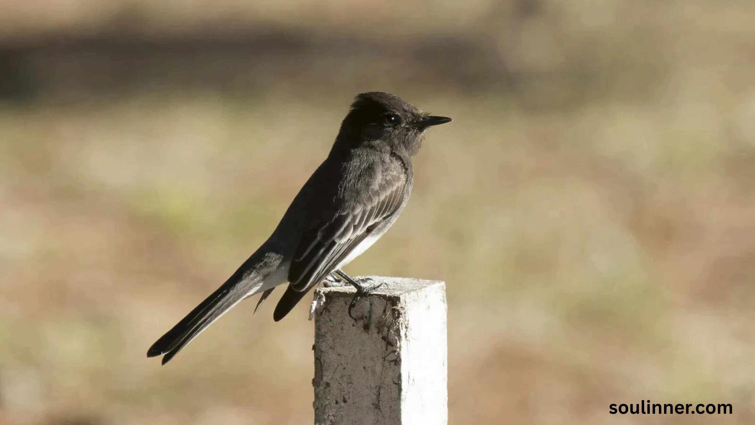 Black Phoebe Spiritual Meaning