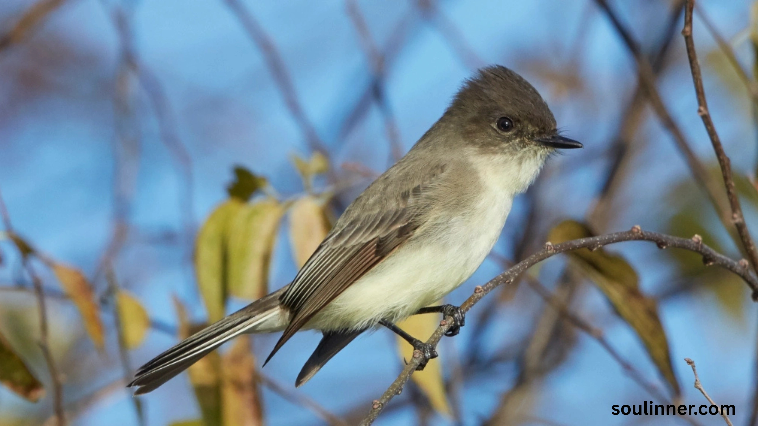 Black Phoebe Spiritual Meaning 