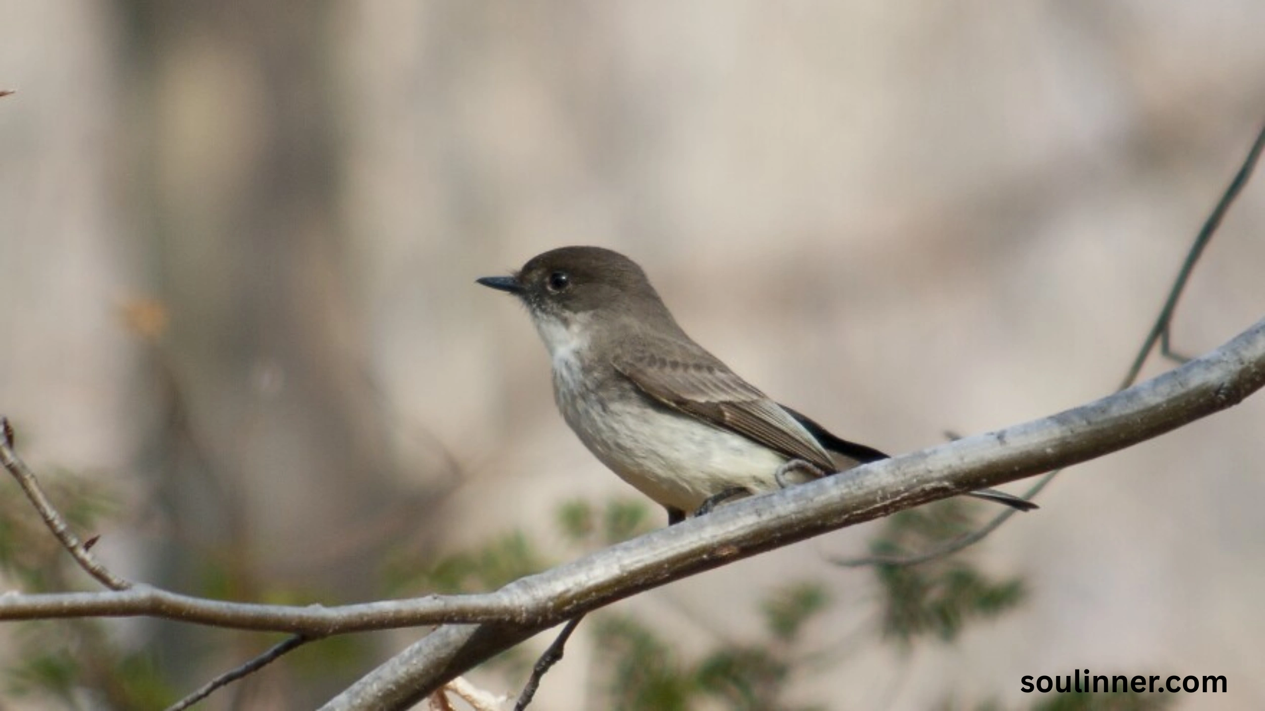 Black Phoebe Spiritual Meaning 