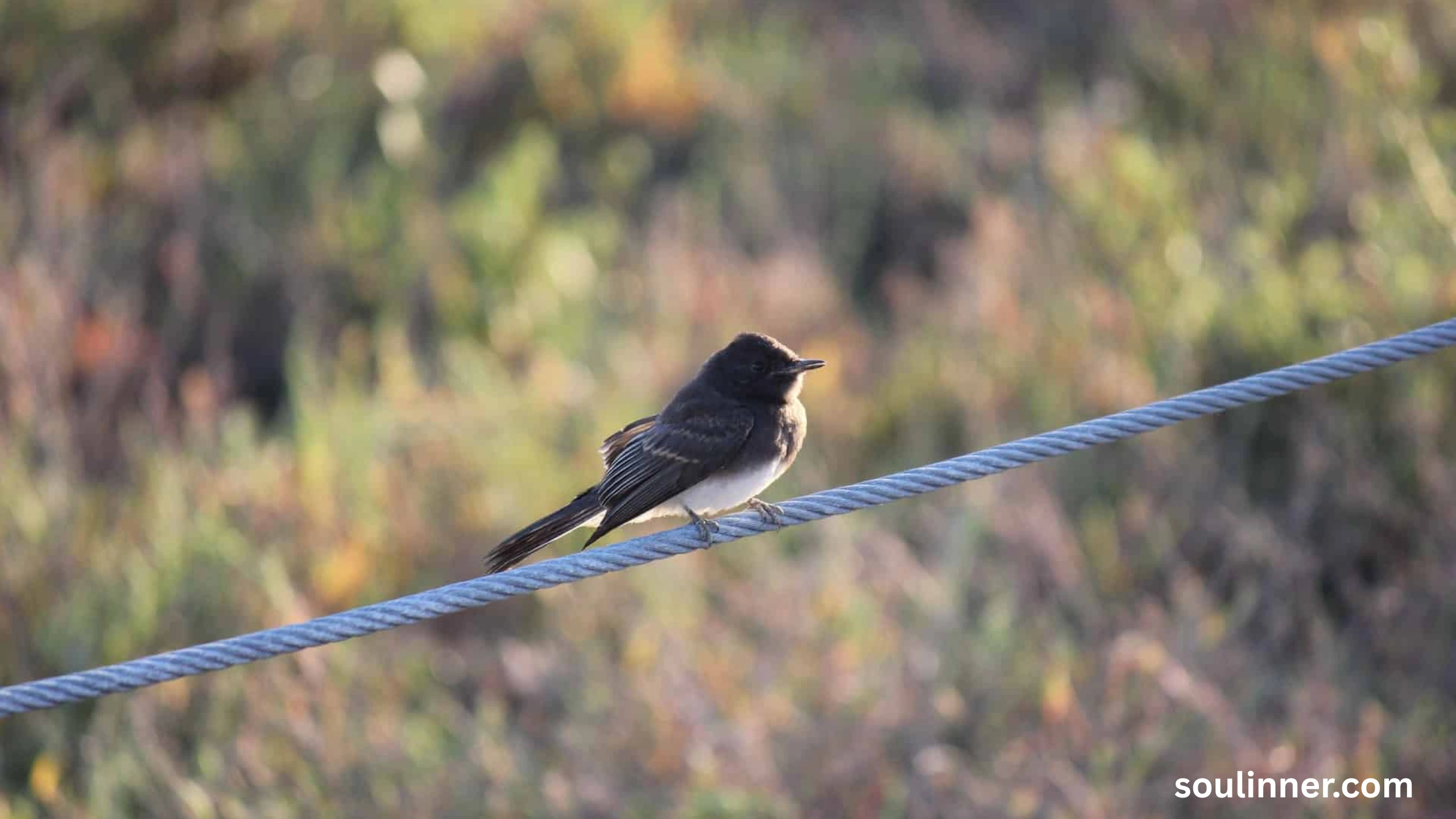 Black Phoebe Spiritual Meaning 