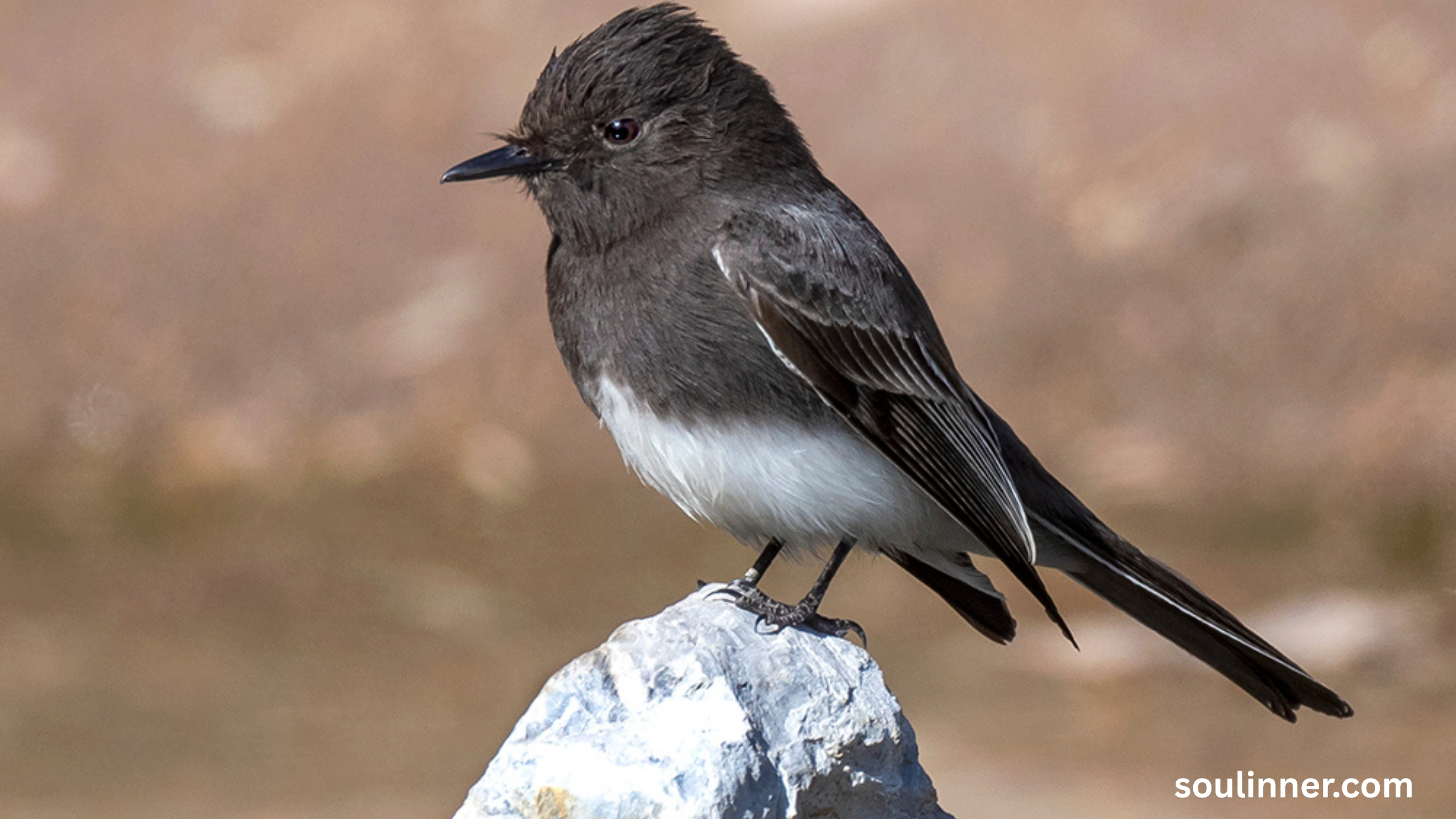 Black Phoebe Spiritual Meaning