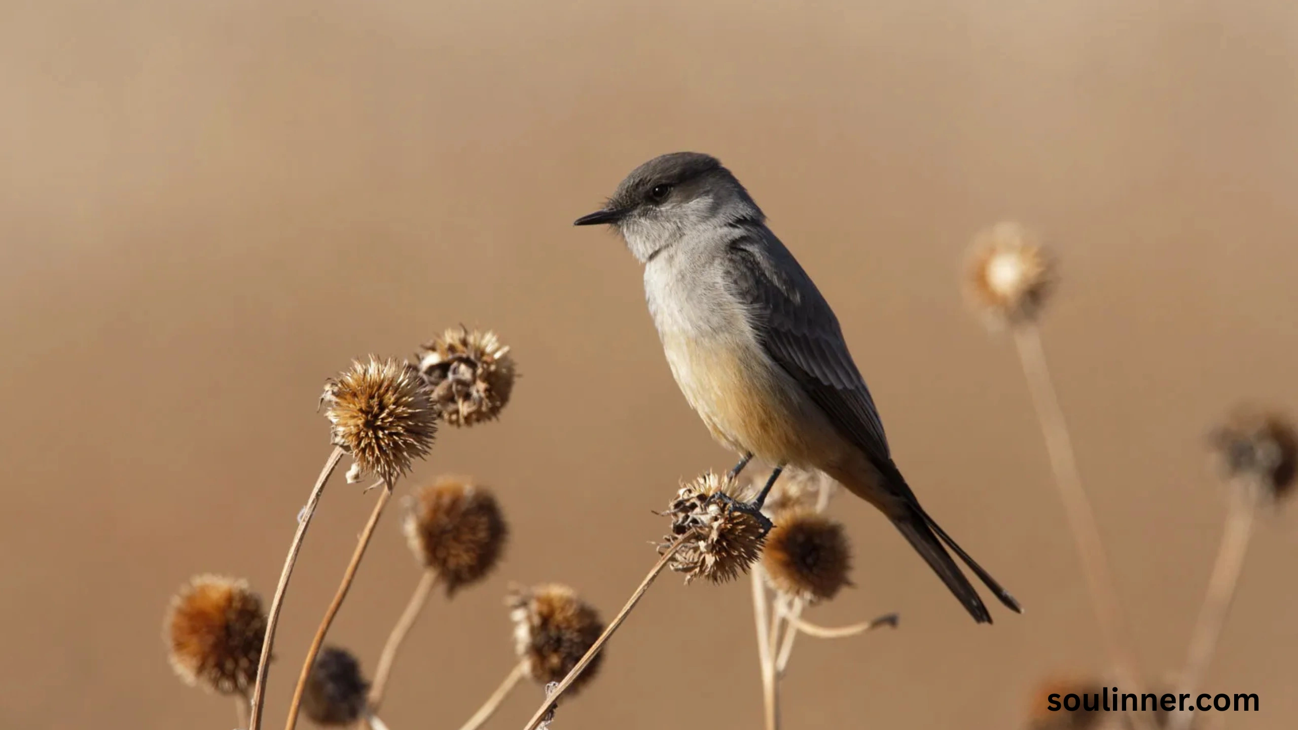 Black Phoebe Spiritual Meaning 